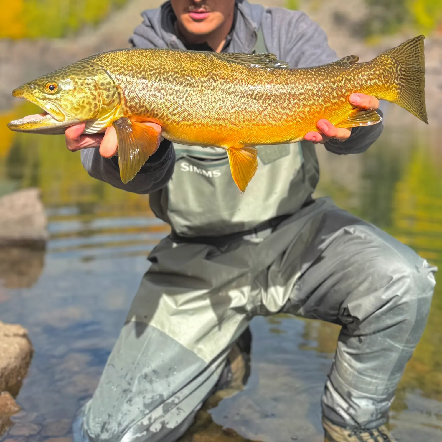 Tiger trout caught on Fishbrain