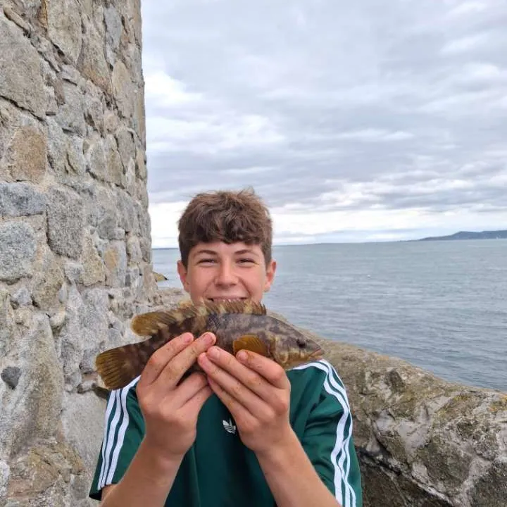 Ballan wrasse caught on Fishbrain