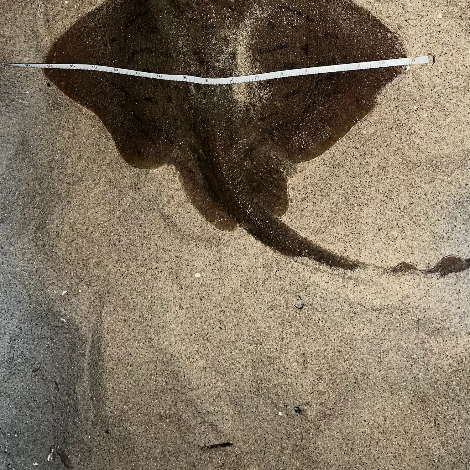 Clearnose skate caught on Fishbrain