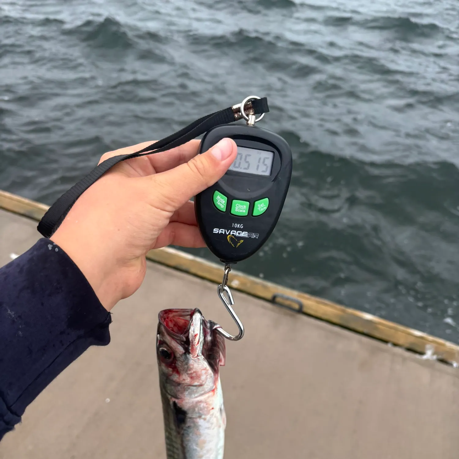 Atlantic mackerel caught on Fishbrain