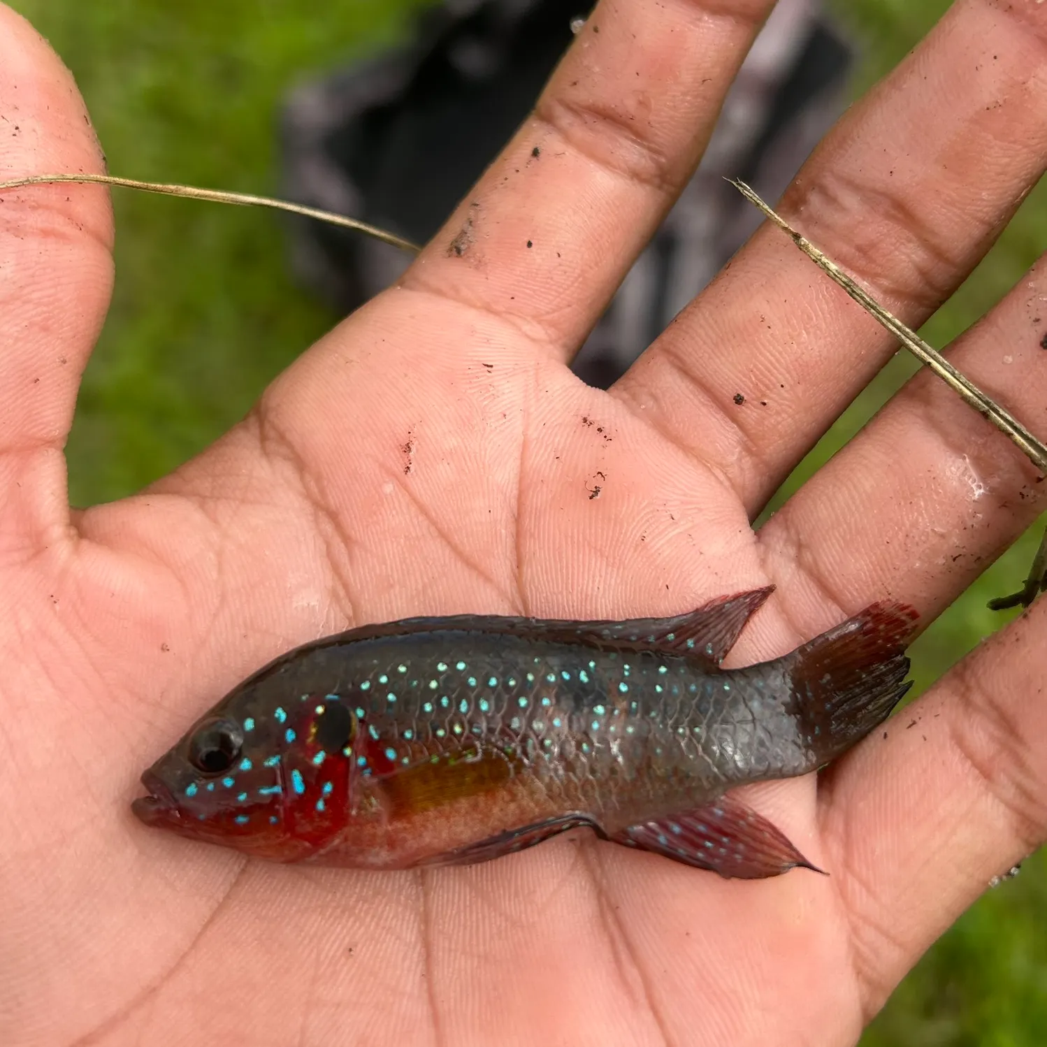 The most recent African Jewelfish catches on Fishbrain