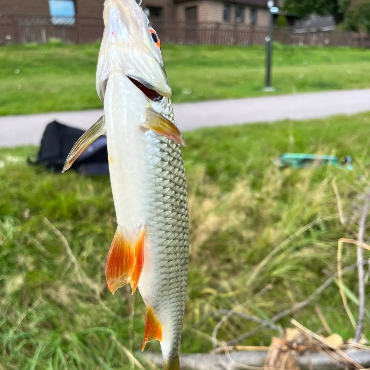 Common roach caught on Fishbrain