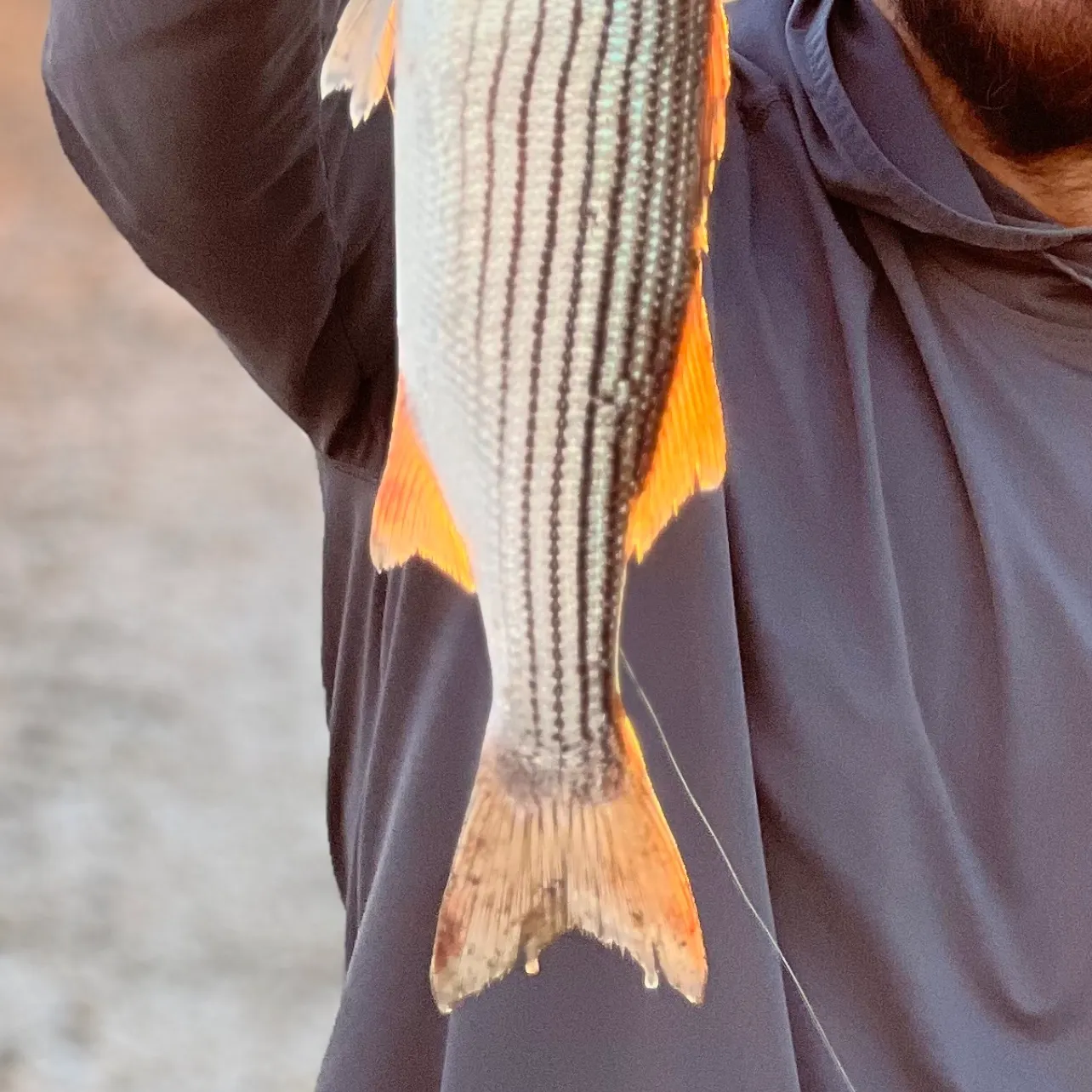 Striped bass caught on Fishbrain