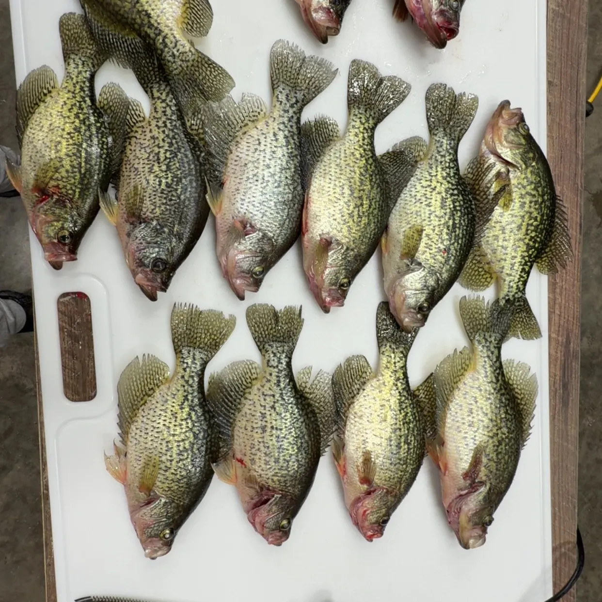 recently logged catches