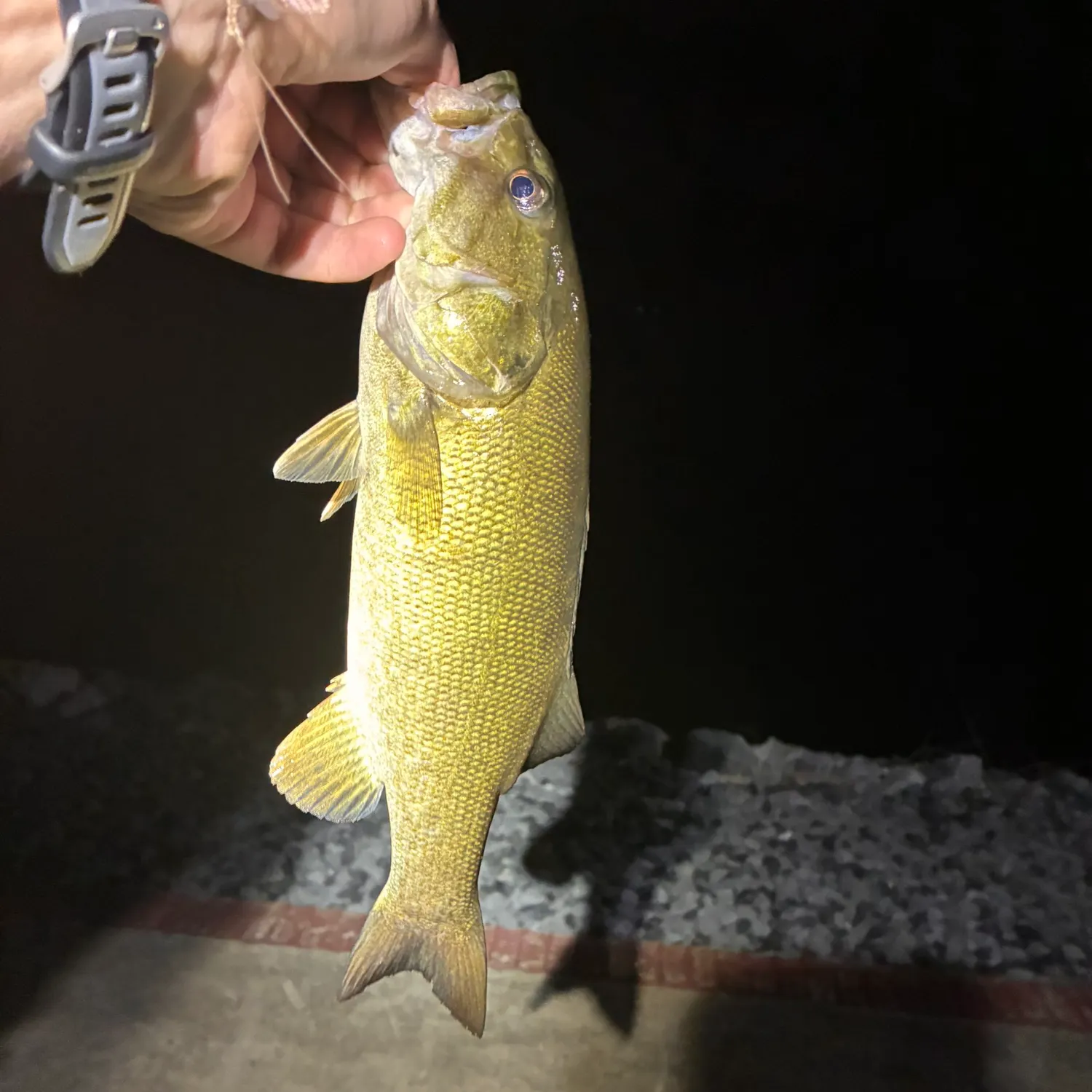 Smallmouth bass caught on Fishbrain