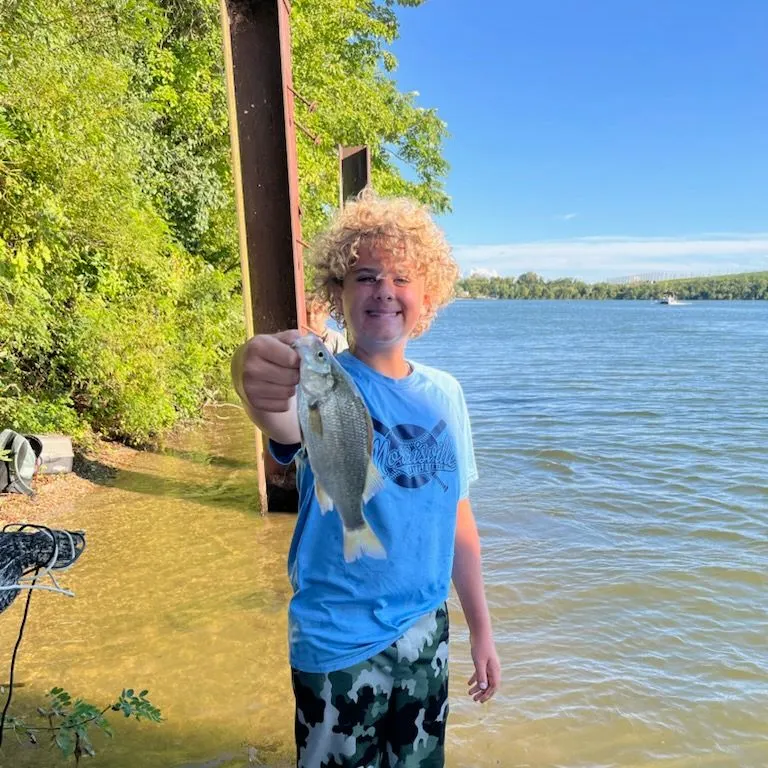 White perch caught on Fishbrain