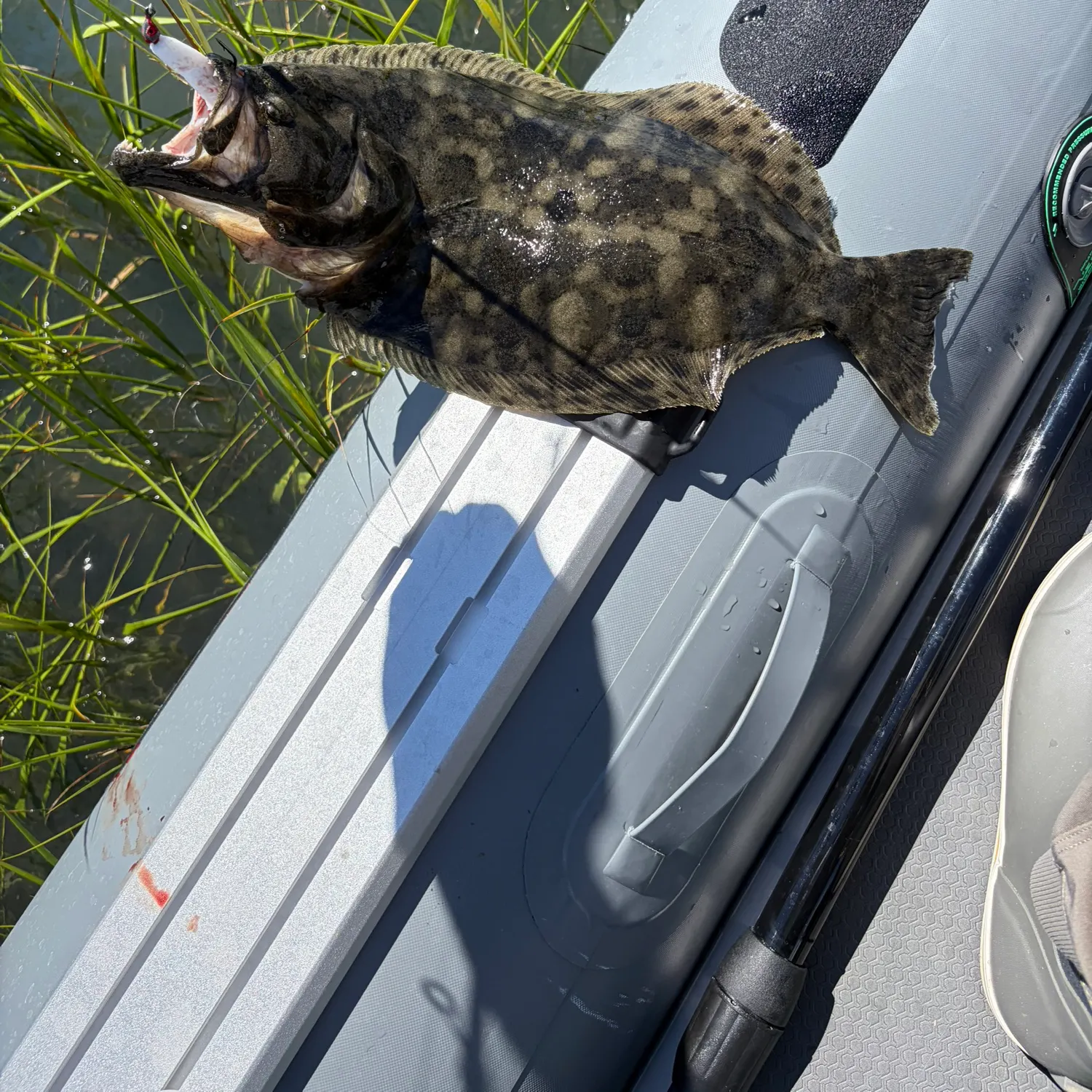 Summer flounder caught on Fishbrain