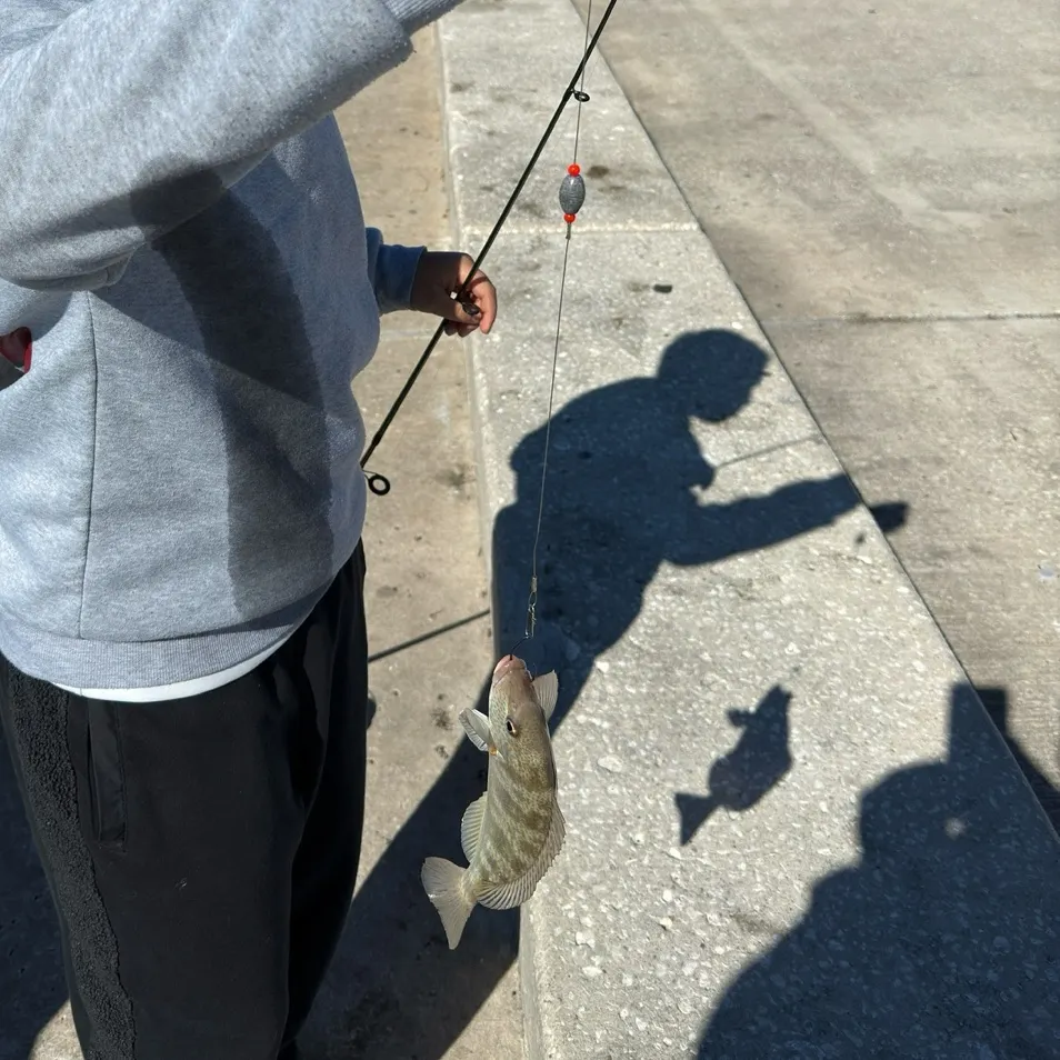 The most recent Cocinero catches on Fishbrain