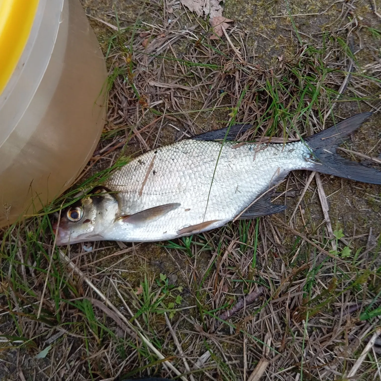 Common bream caught on Fishbrain