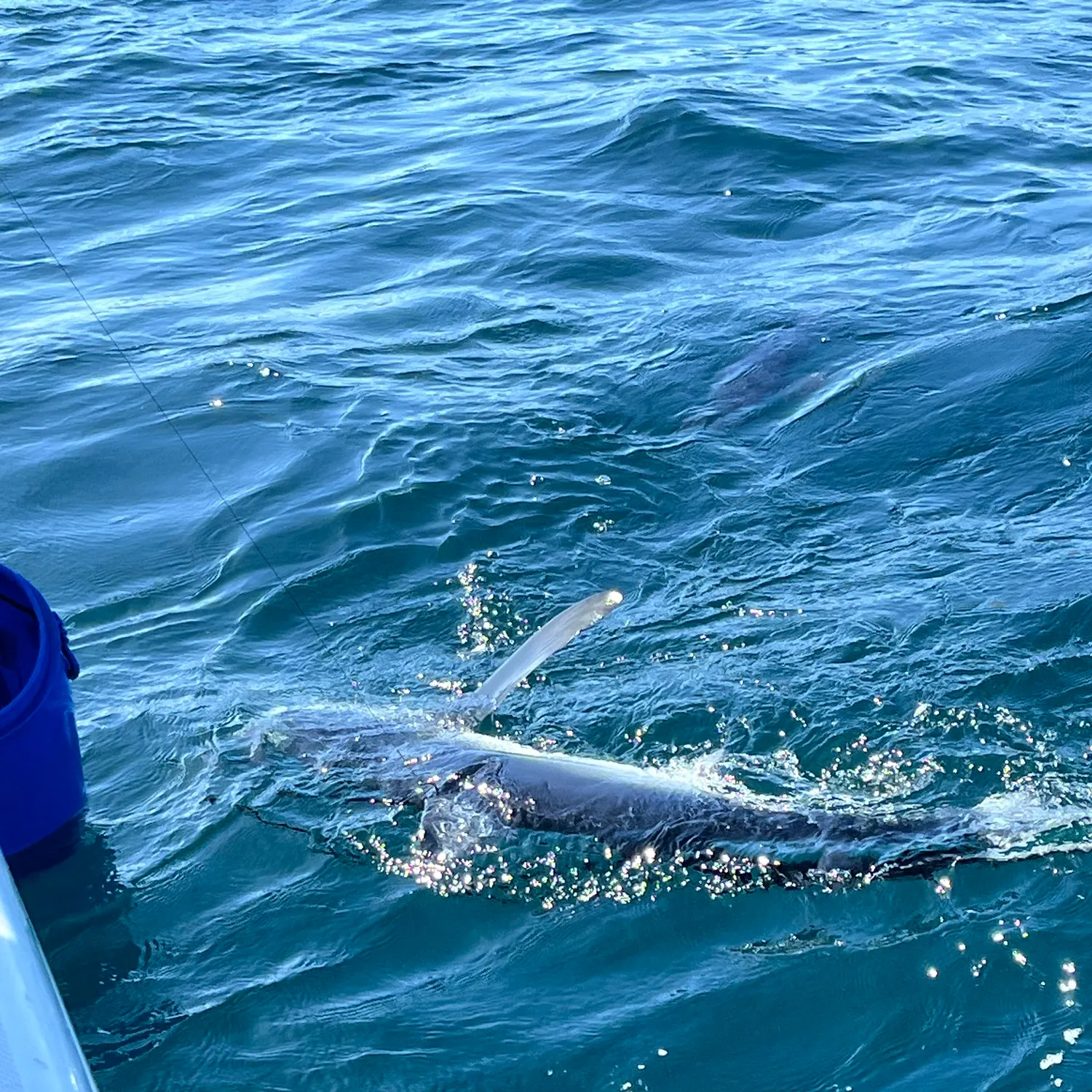 The most recent Blue shark catches on Fishbrain