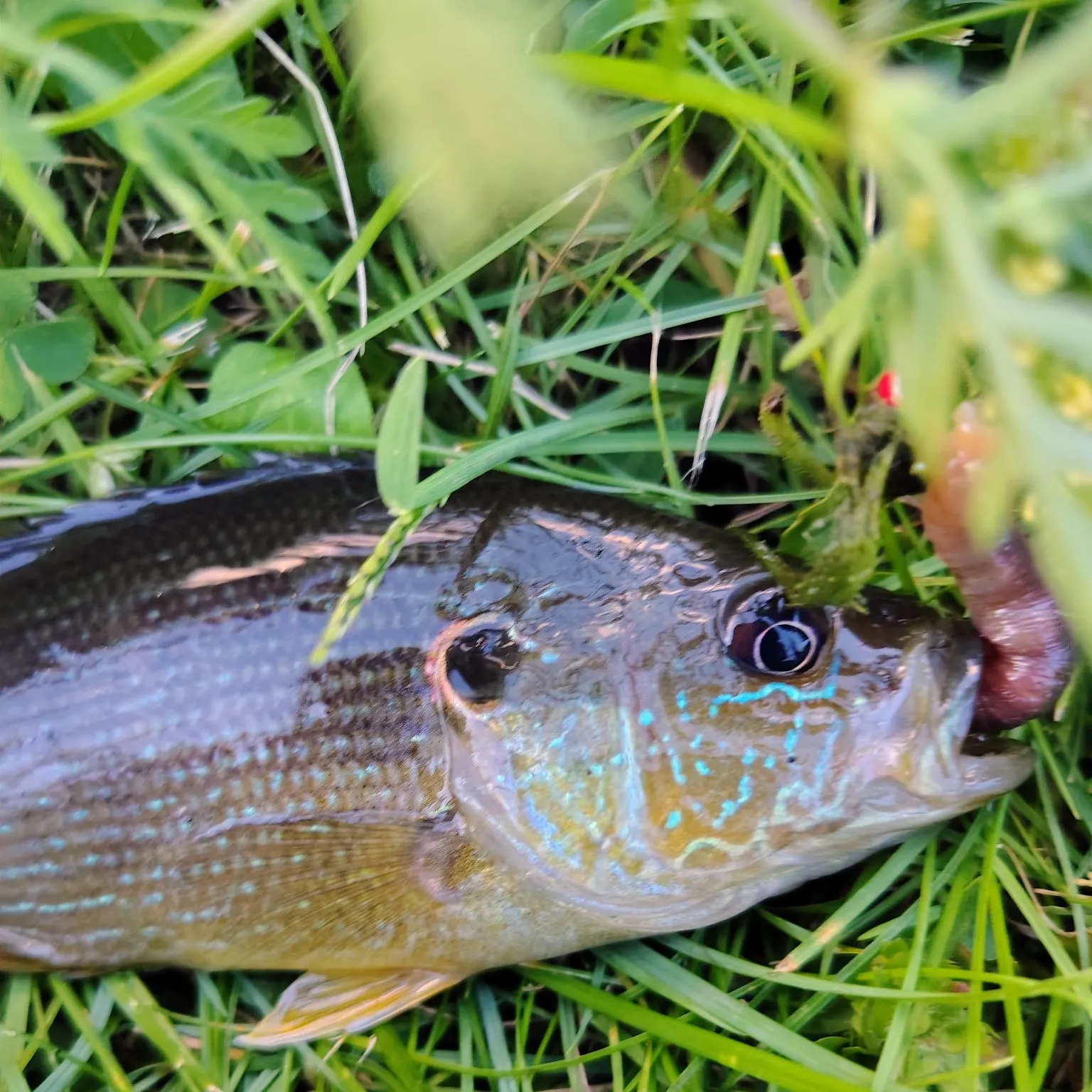 Green sunfish caught on Fishbrain