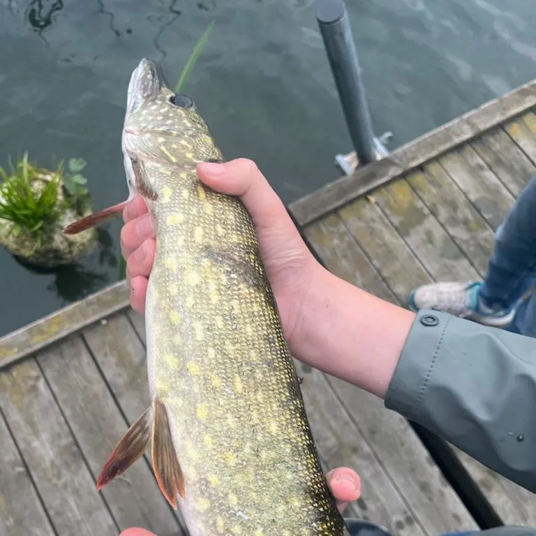 Northern pike caught on Fishbrain