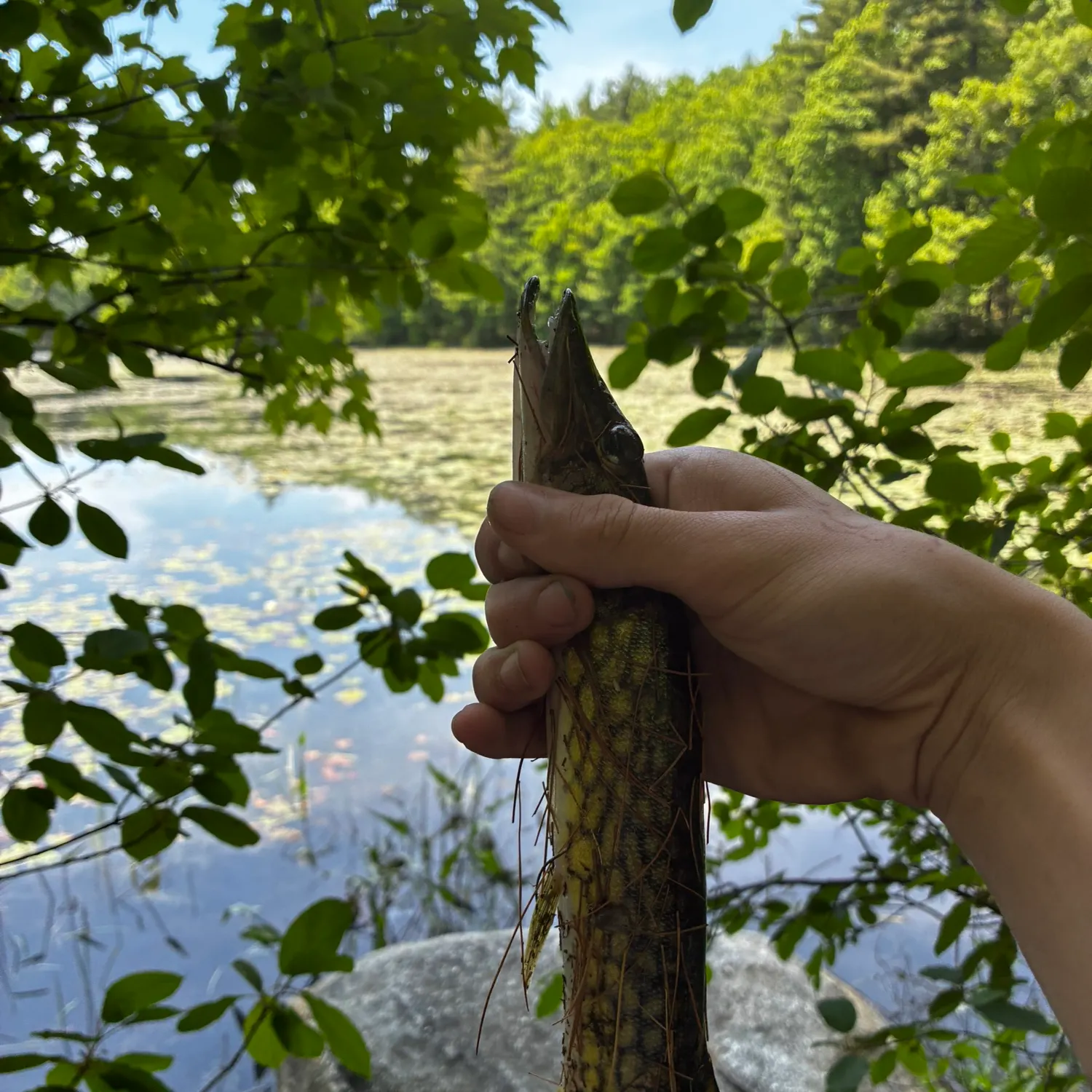 catch