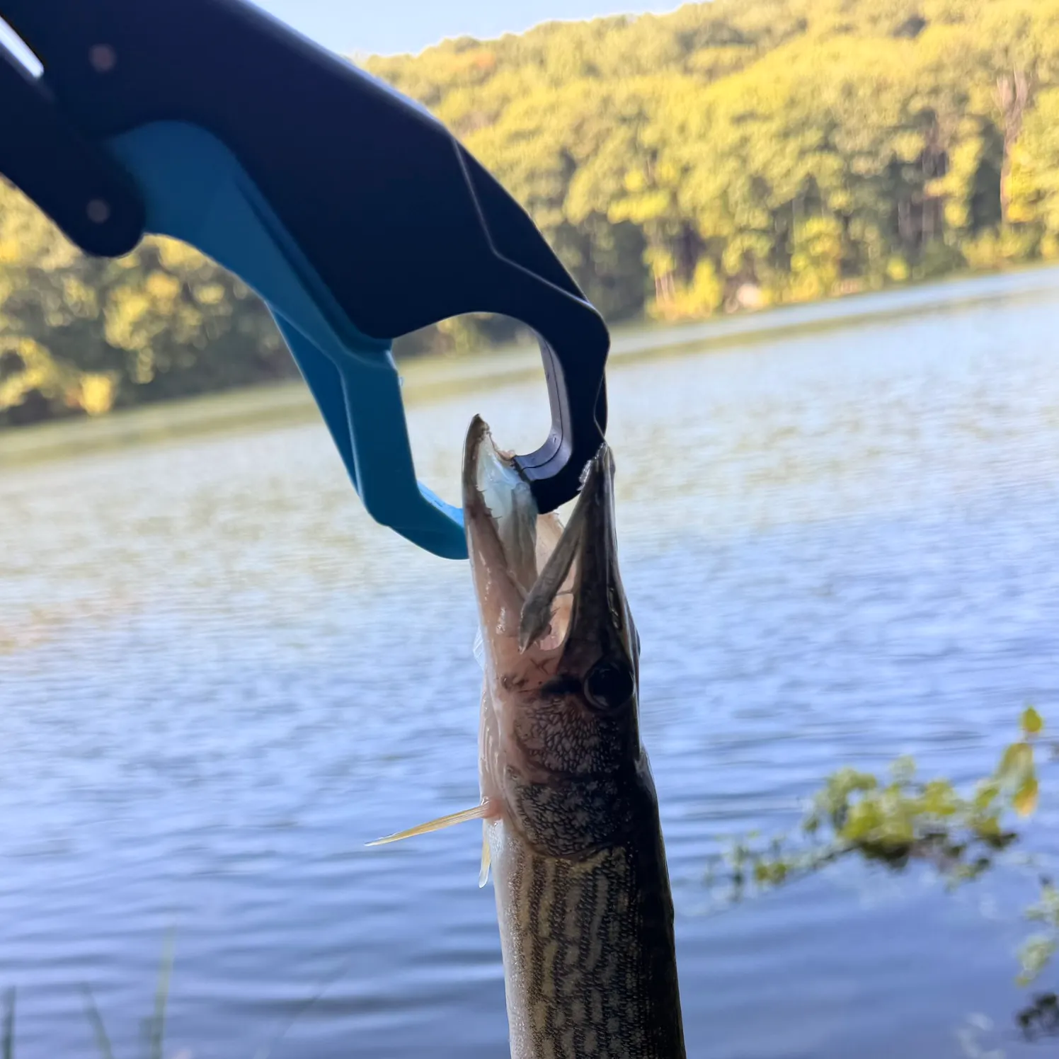 Chain pickerel caught on Fishbrain