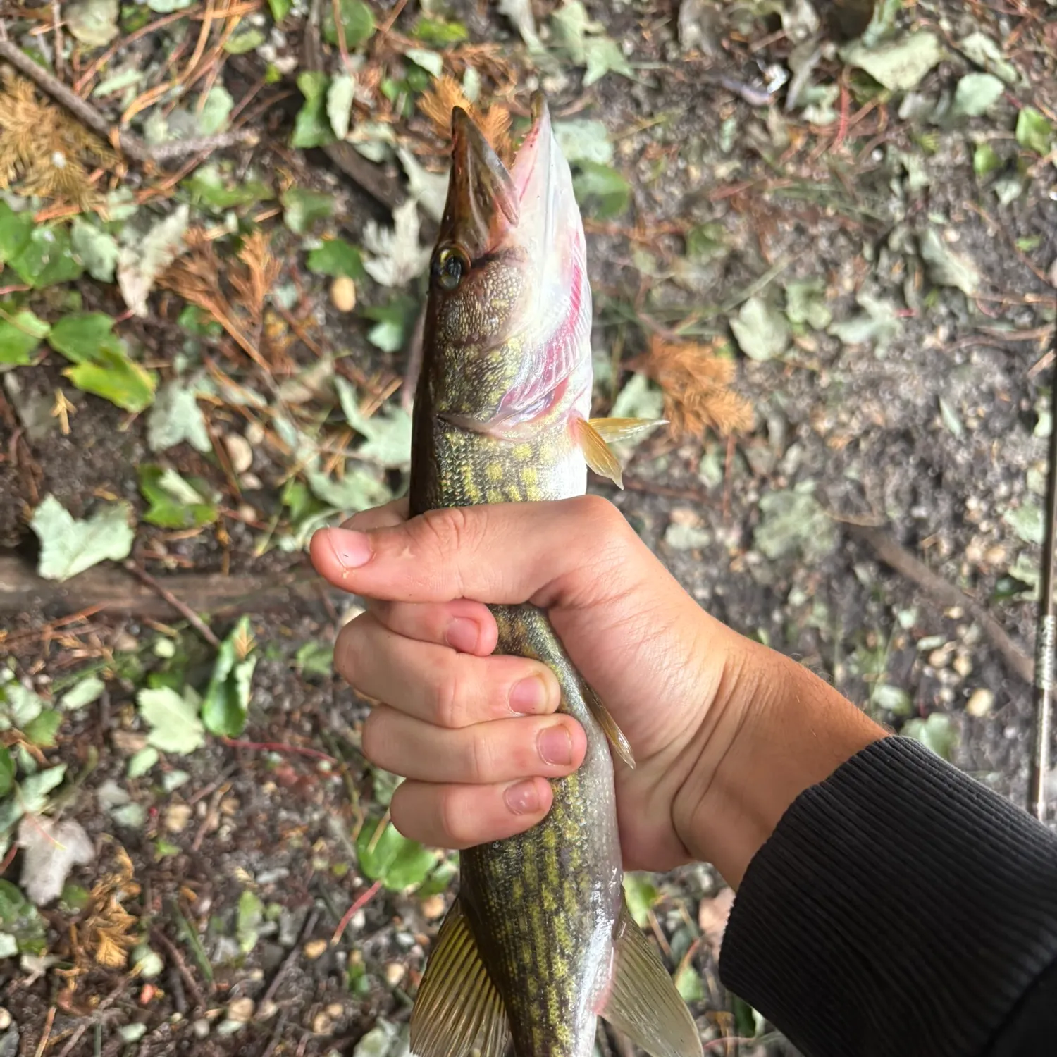 Chain pickerel caught on Fishbrain