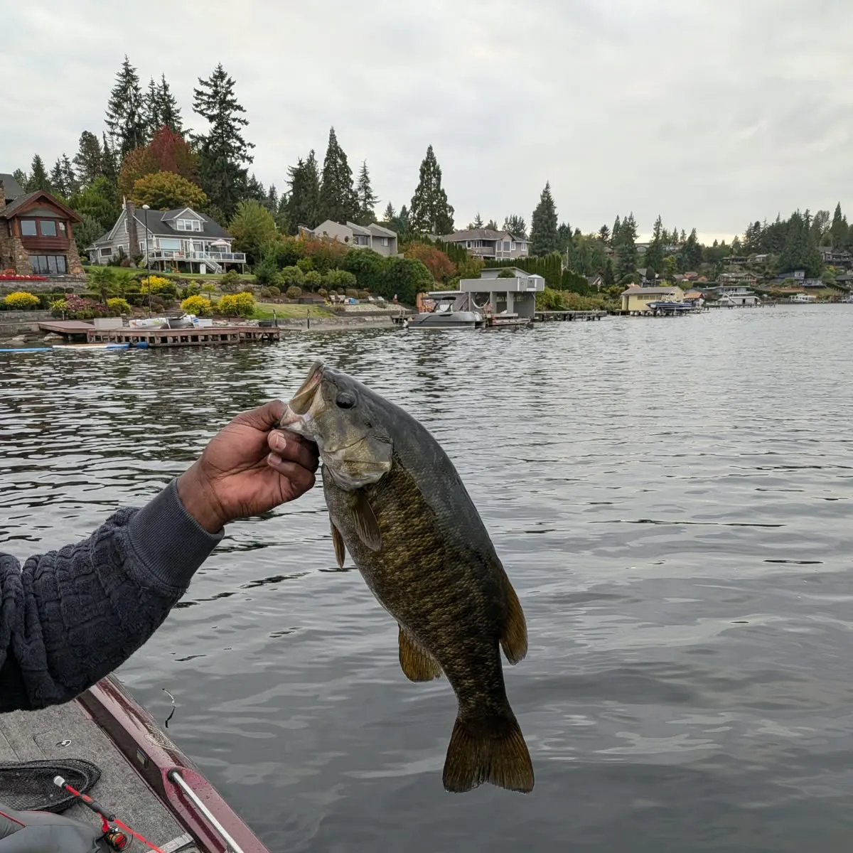 Smallmouth bass caught on Fishbrain