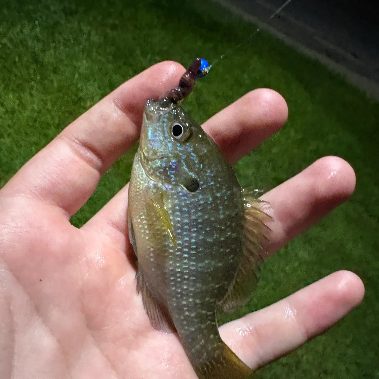Plains longear sunfish caught on Fishbrain
