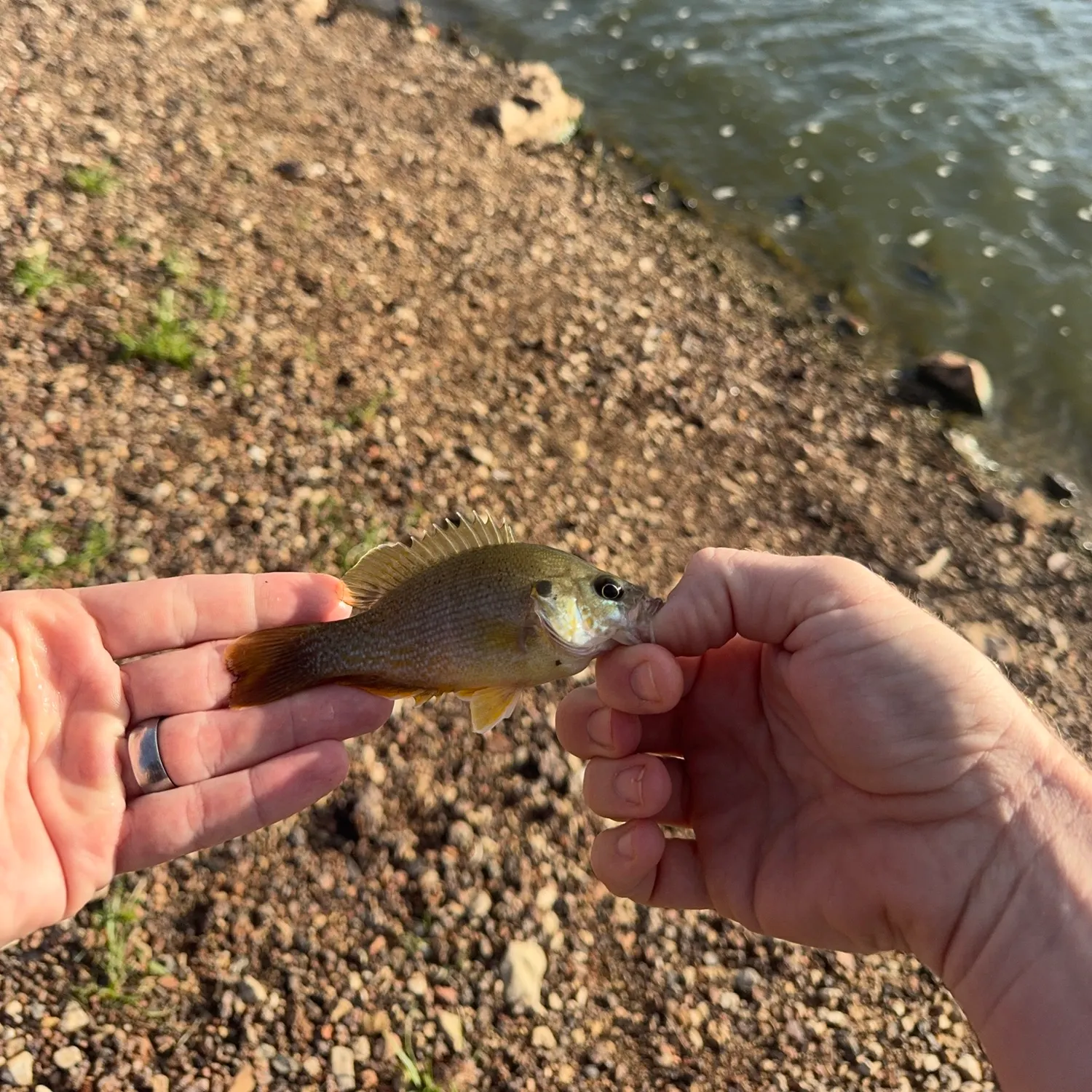 Green sunfish caught on Fishbrain
