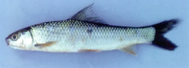 Mrigal carp