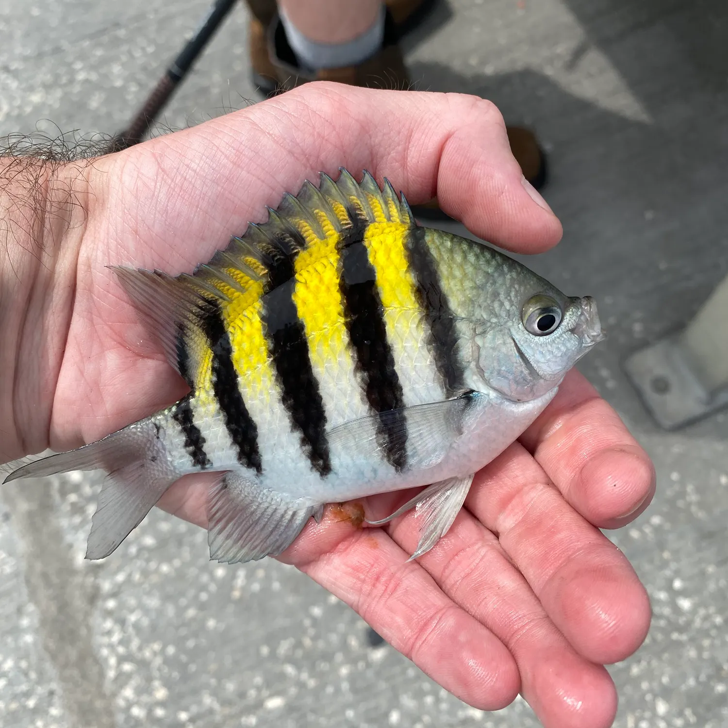 Sergeant-major caught on Fishbrain