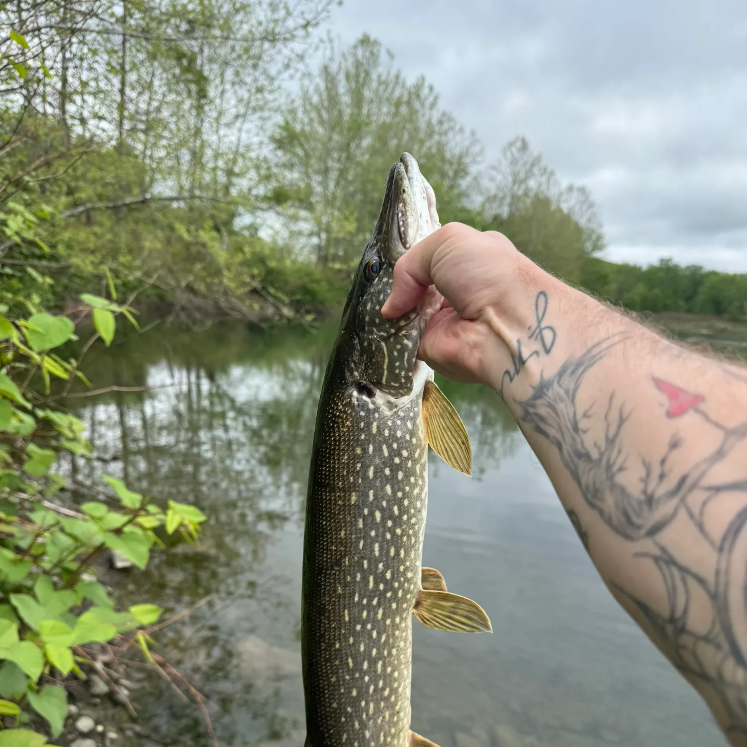 recently logged catches