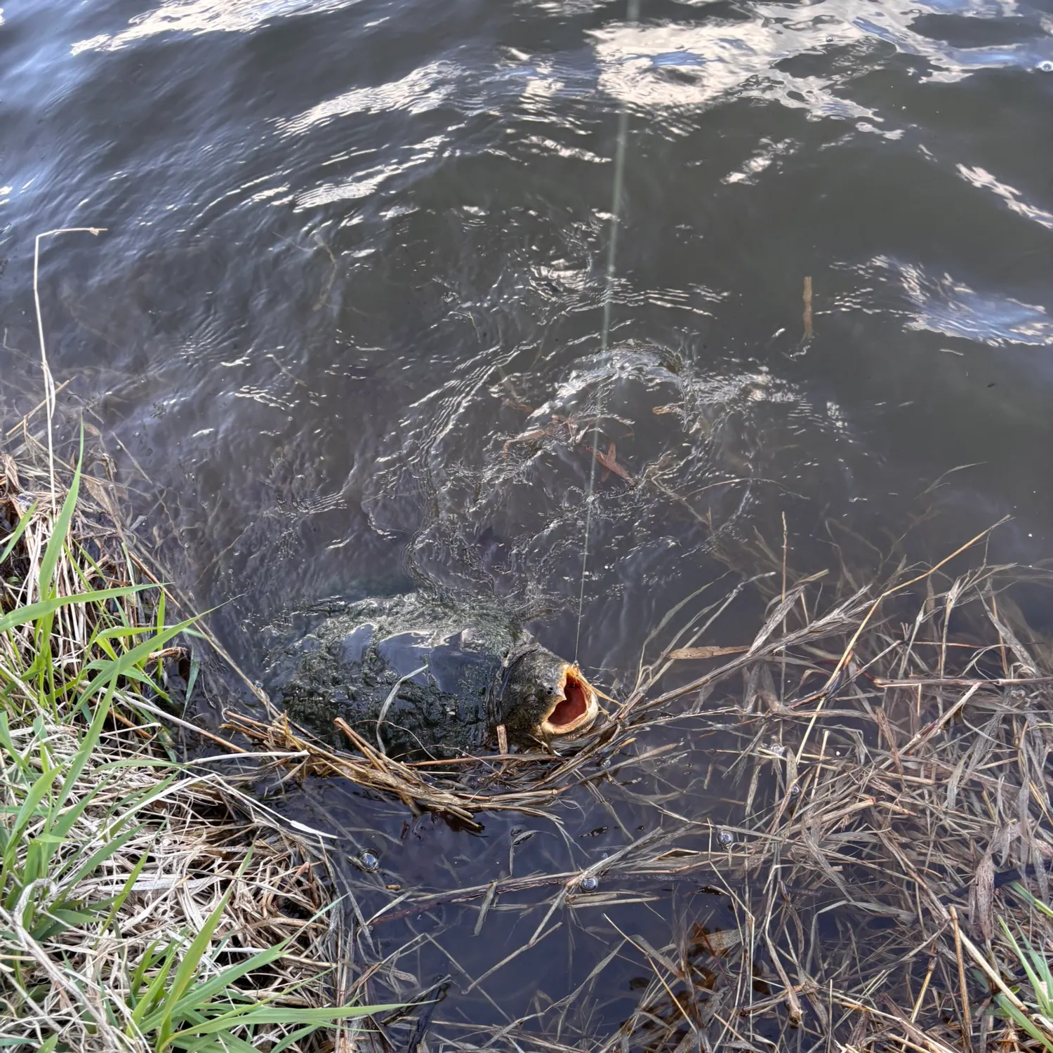 The most recent Carassius buergeri grandoculis catches on Fishbrain