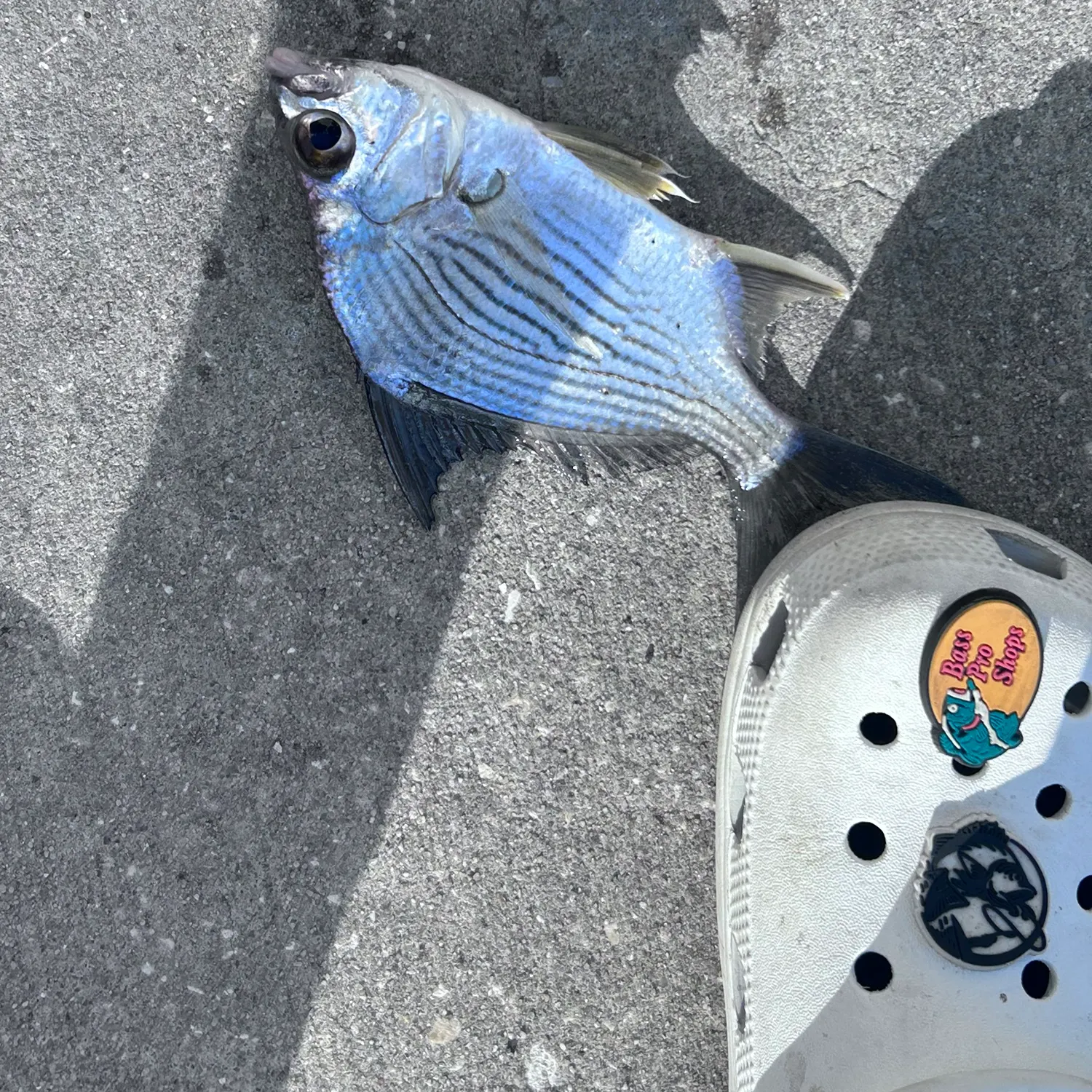 The most recent Striped mojarra catches on Fishbrain