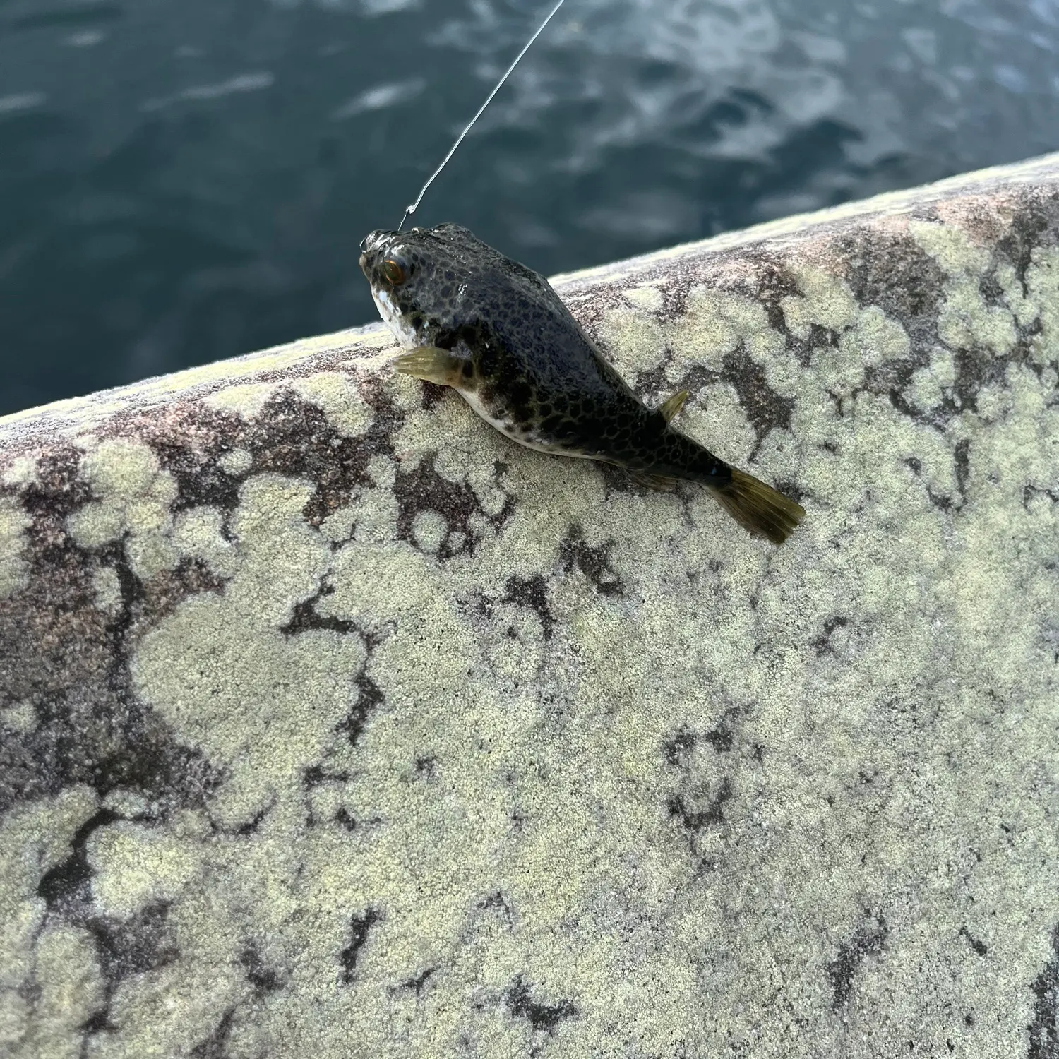 The most recent Common toadfish catches on Fishbrain