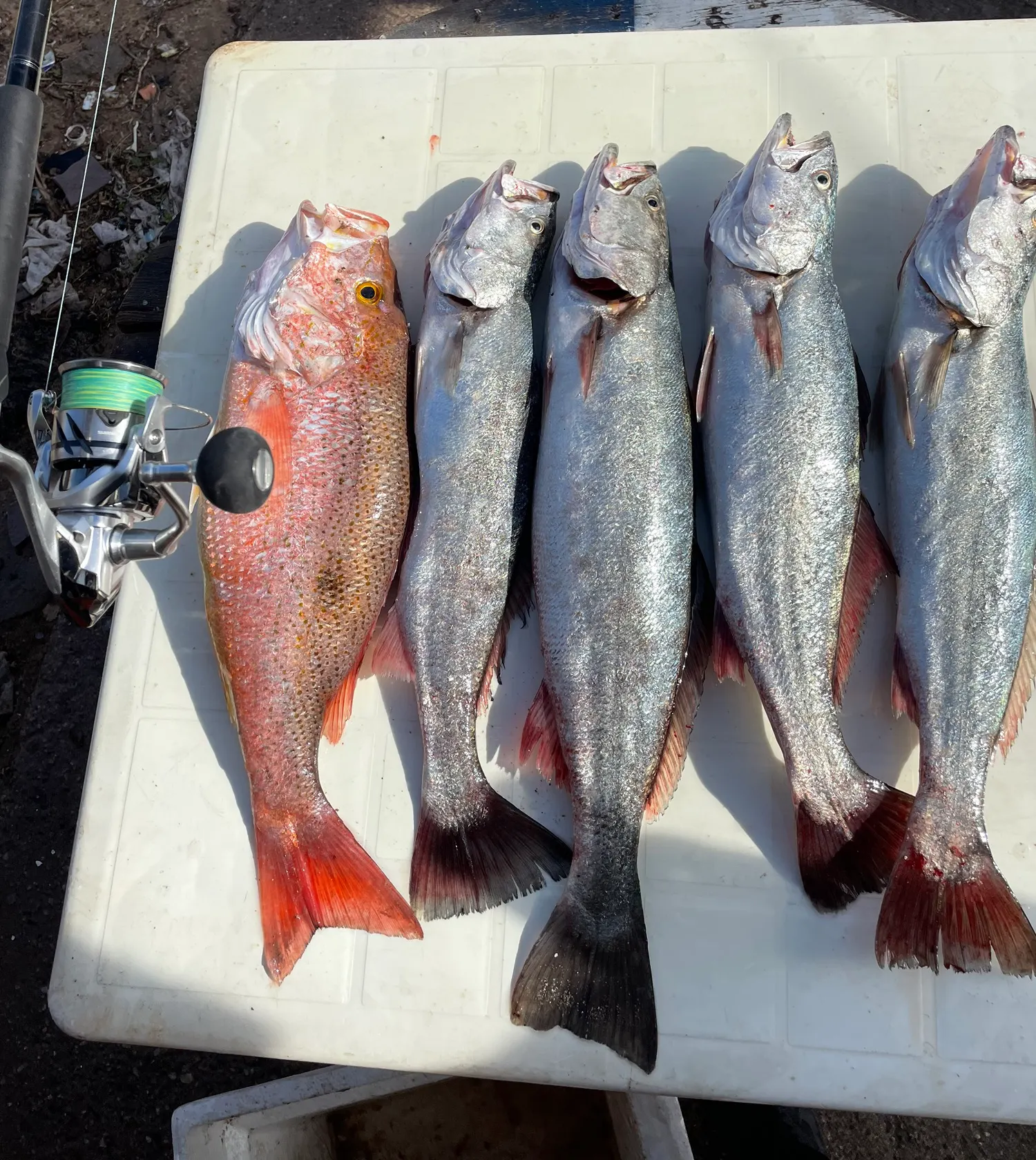 The most popular recent Gulf weakfish catch on Fishbrain