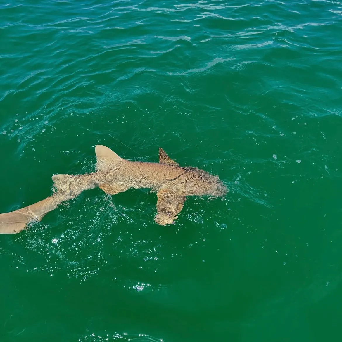 The most recent Pacific nurse shark catches on Fishbrain