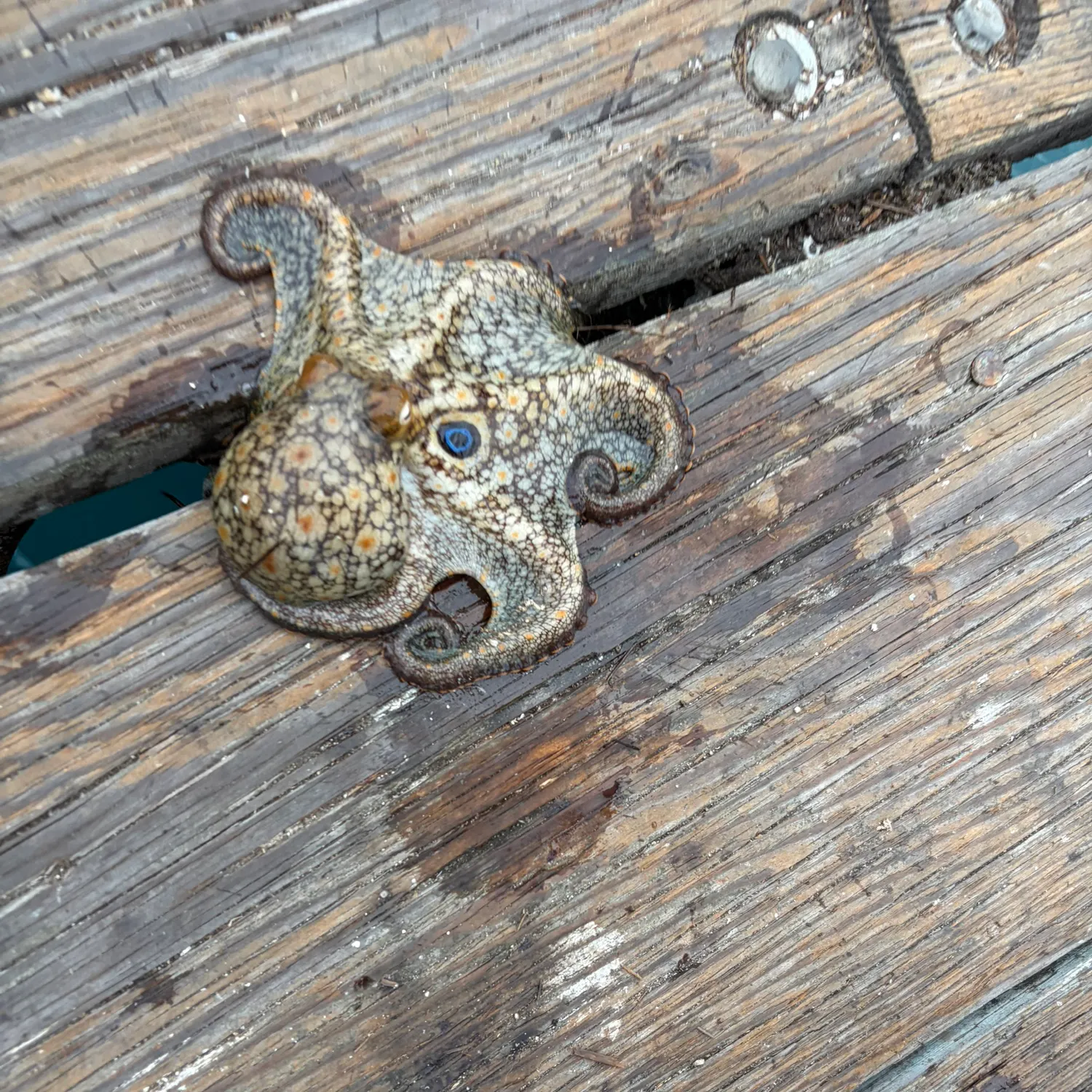 The most recent California two-spot octopus catches on Fishbrain