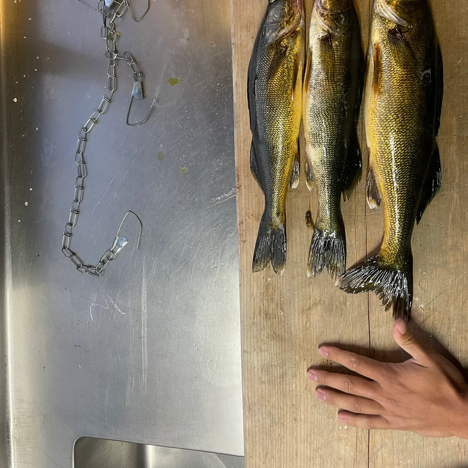 Walleye caught on Fishbrain