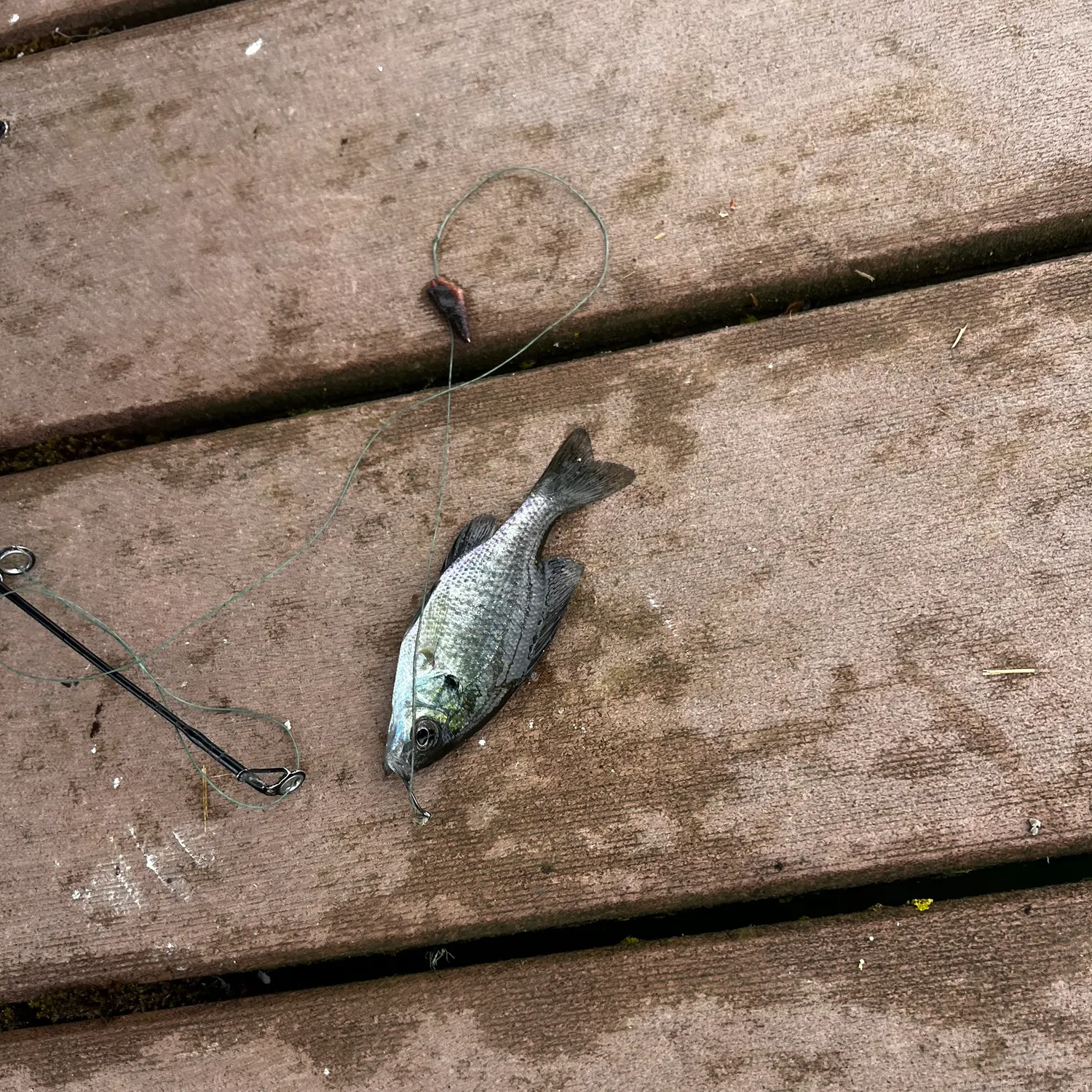 Bluegill caught on Fishbrain