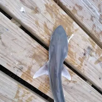The most recent Sandbar shark catches on Fishbrain