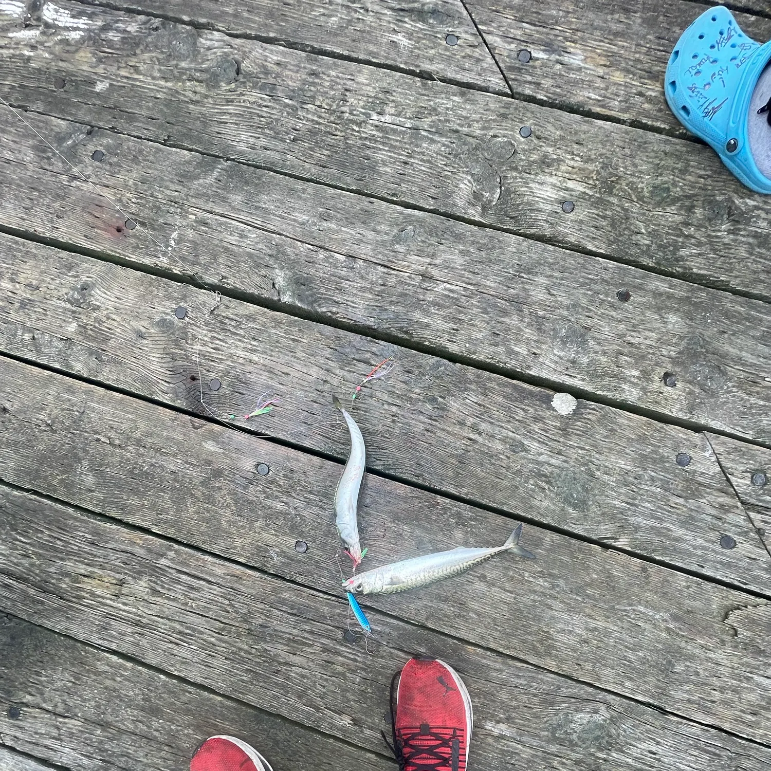 The most recent Atlantic mackerel catches on Fishbrain