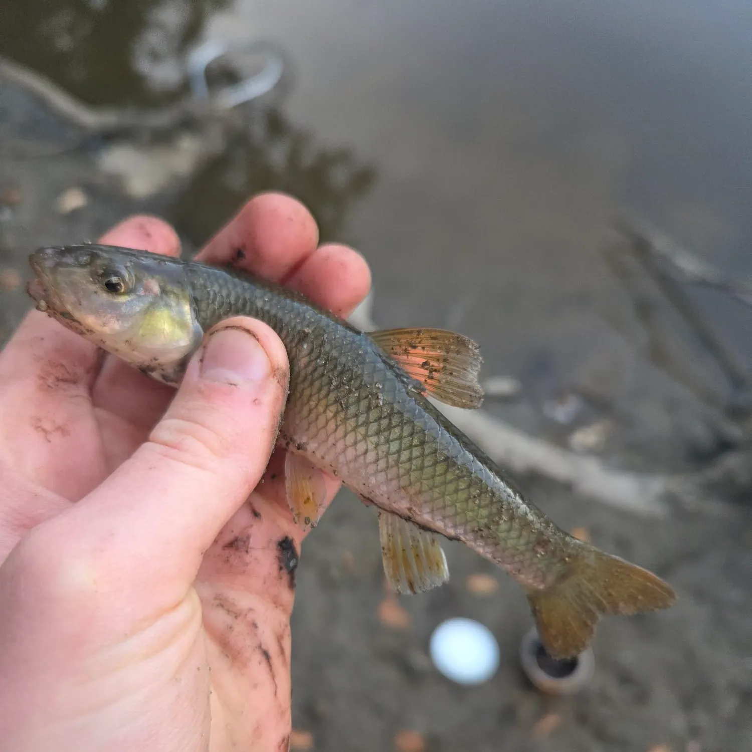 Hornyhead chub caught on Fishbrain