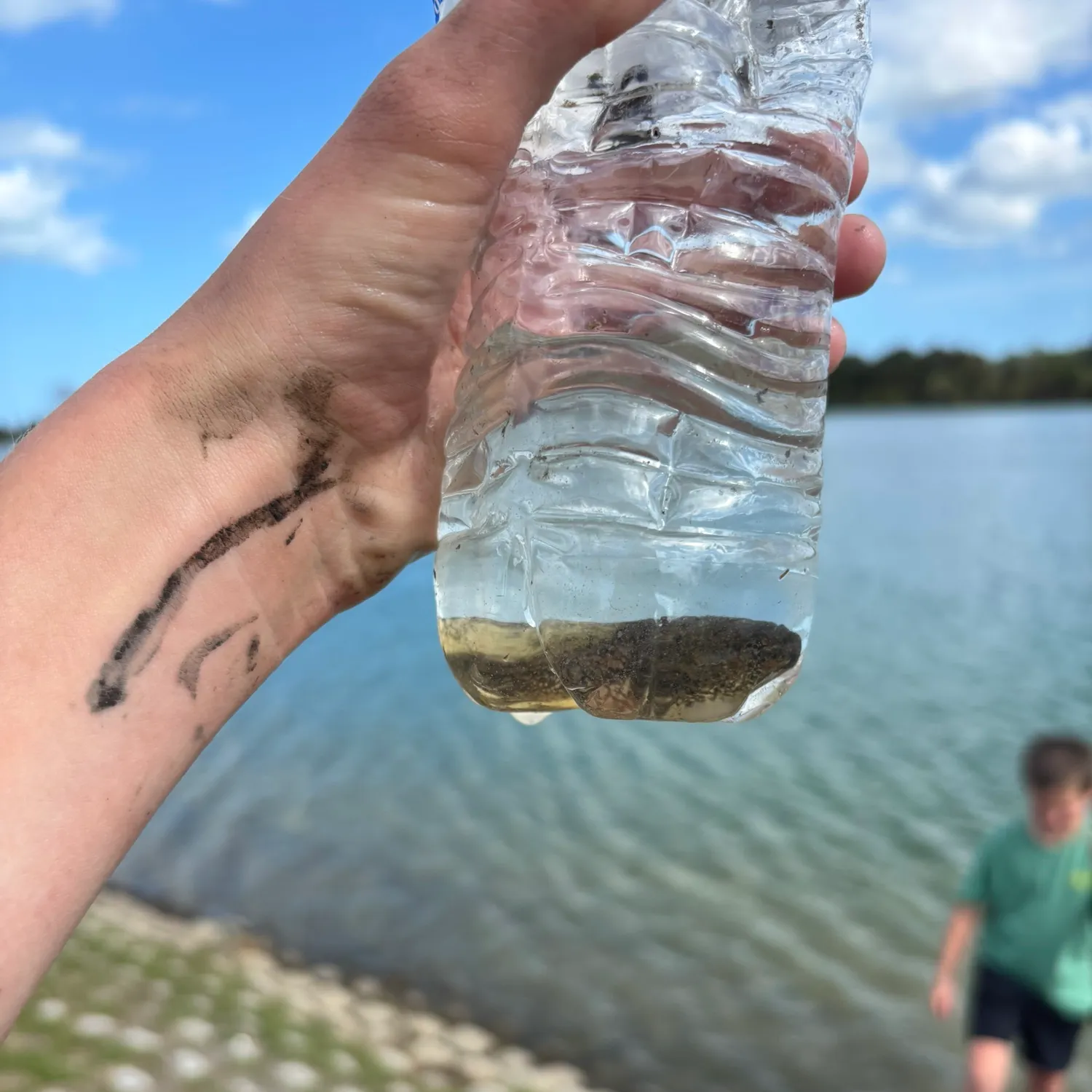 The most recent Tadpole whiptail catches on Fishbrain