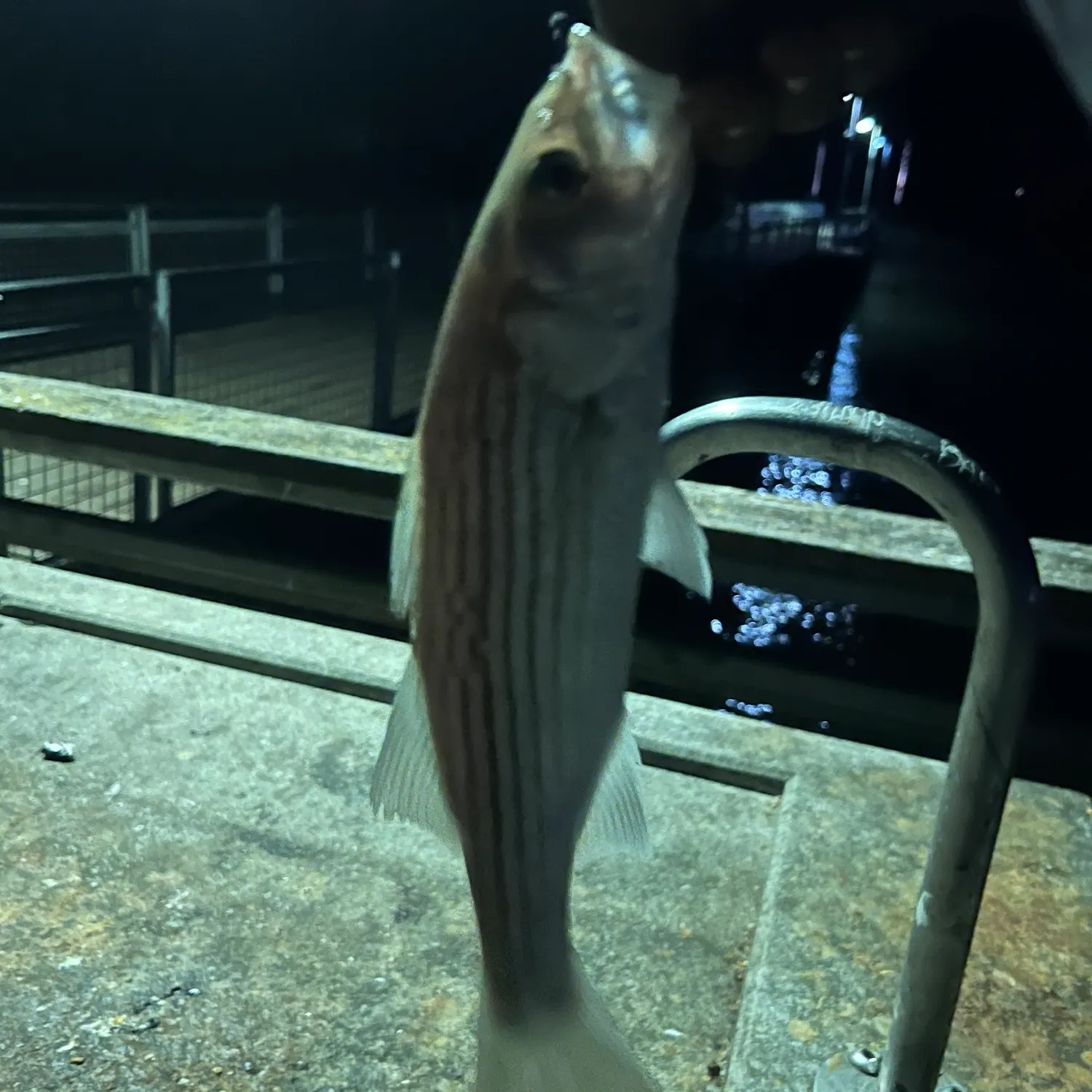 Striped bass caught on Fishbrain