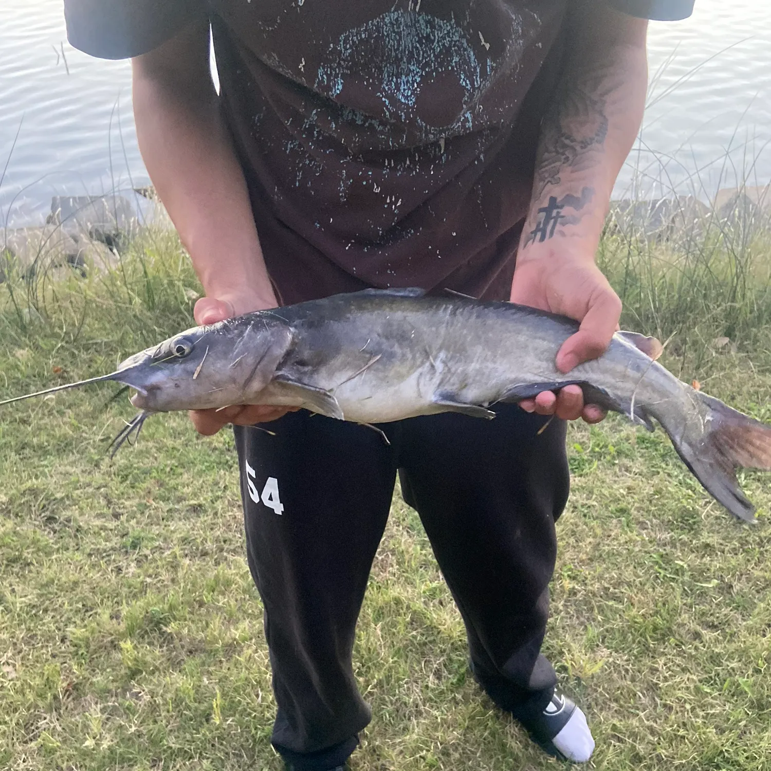 Channel catfish caught on Fishbrain