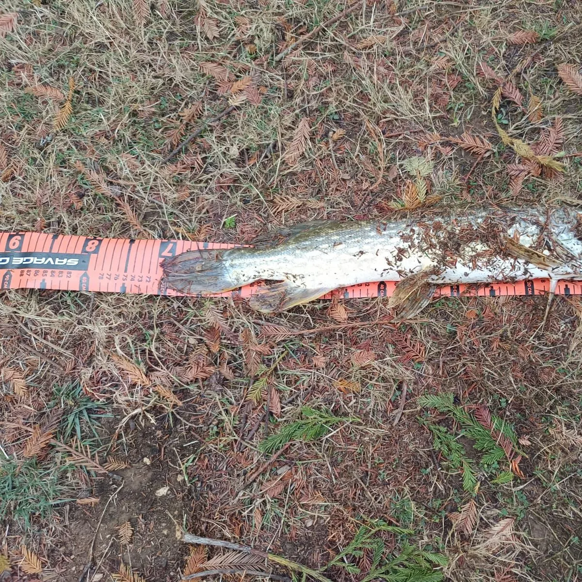 Northern pike caught on Fishbrain
