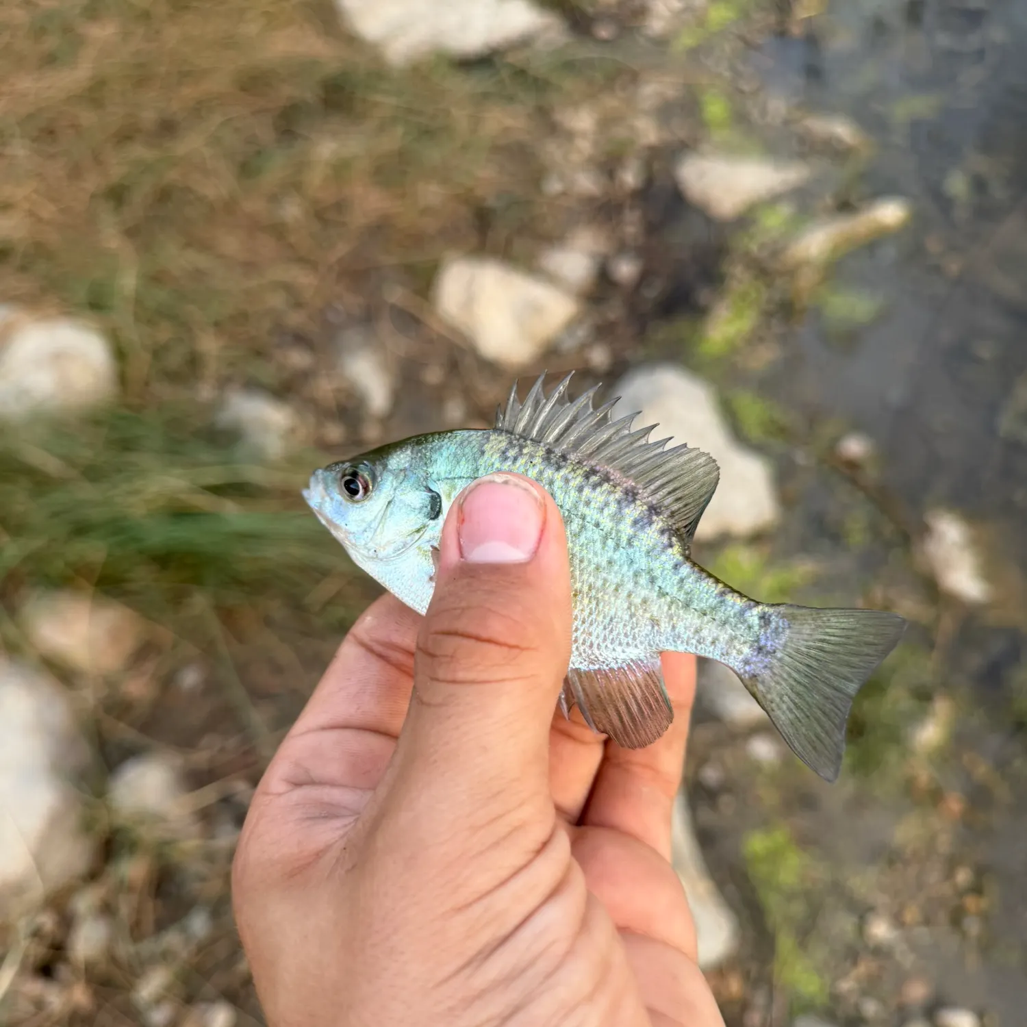 Bluegill caught on Fishbrain