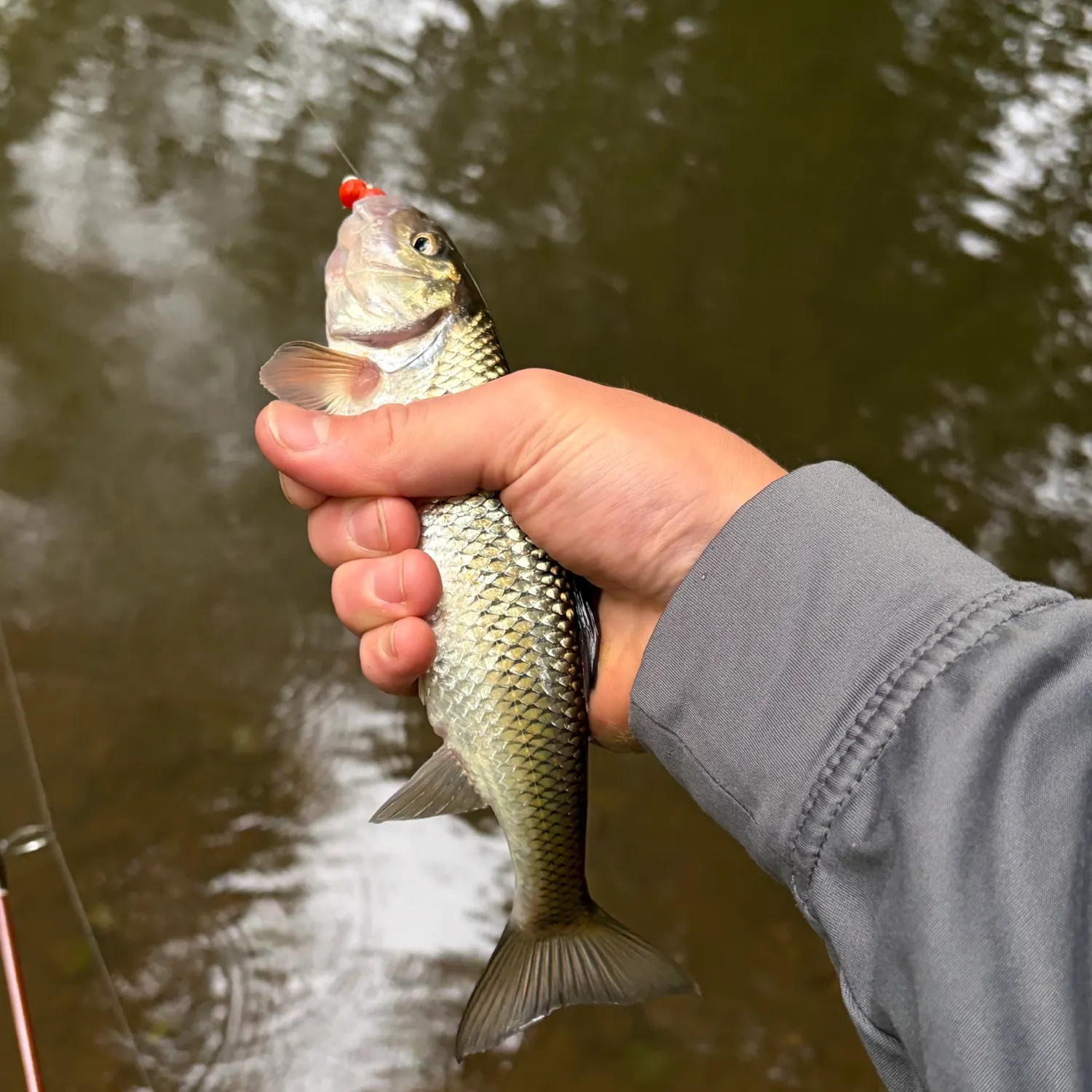 Fallfish caught on Fishbrain