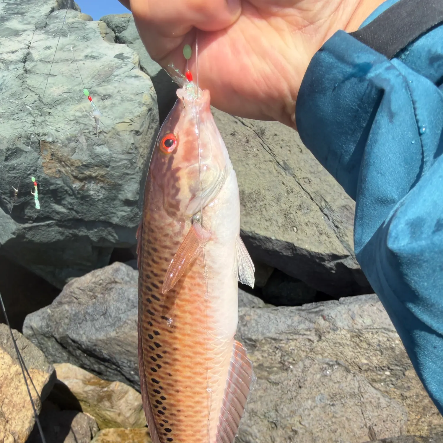The most recent Rock wrasse catches on Fishbrain