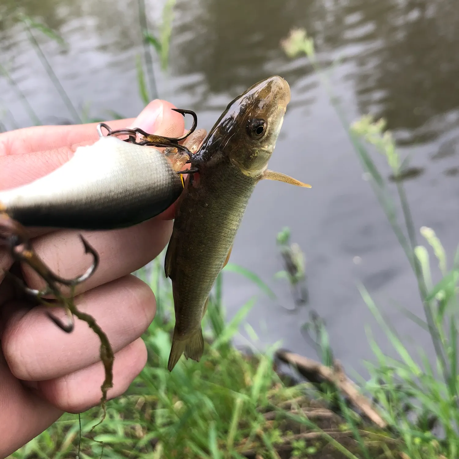 most liked catch image