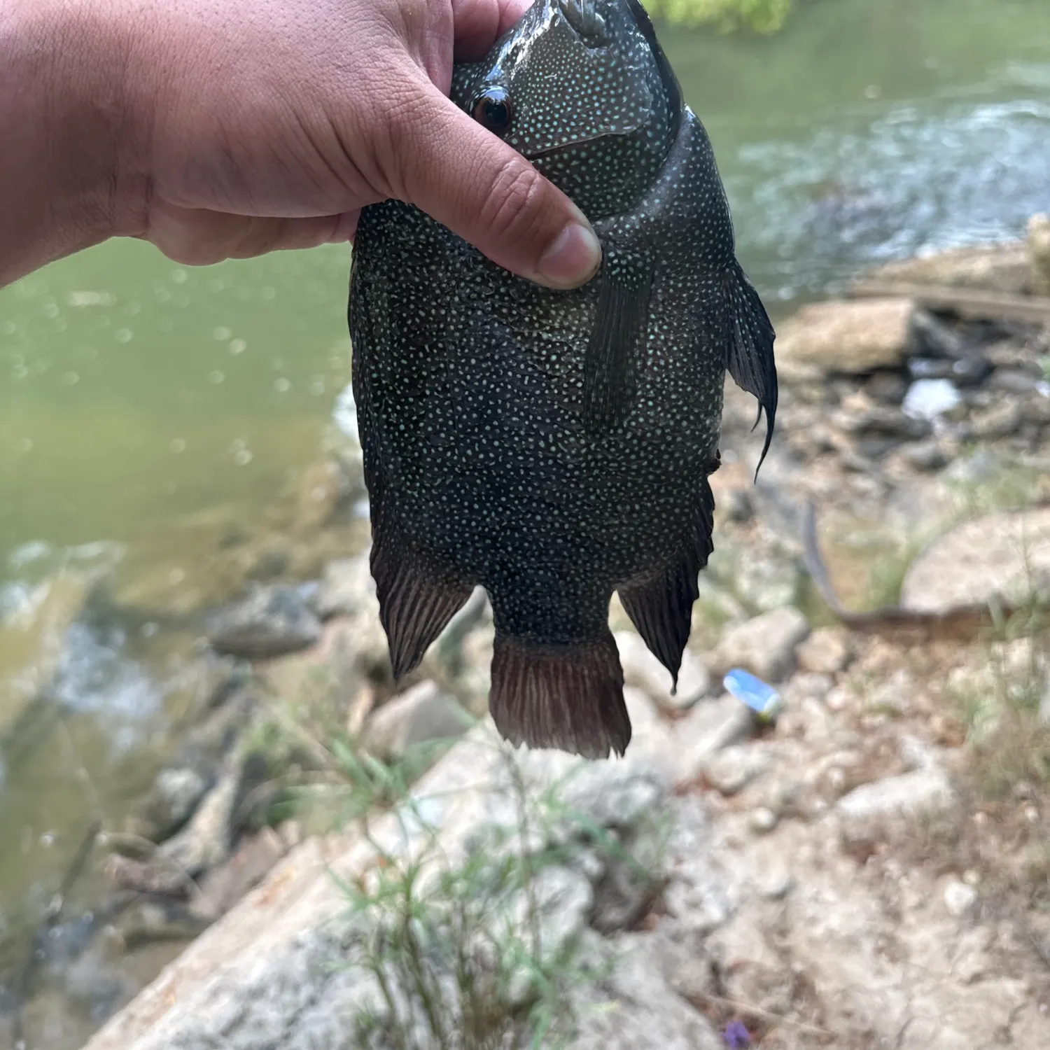 The most recent Rio Grande cichlid catches on Fishbrain