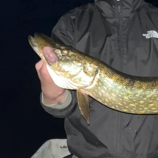 Northern pike caught on Fishbrain