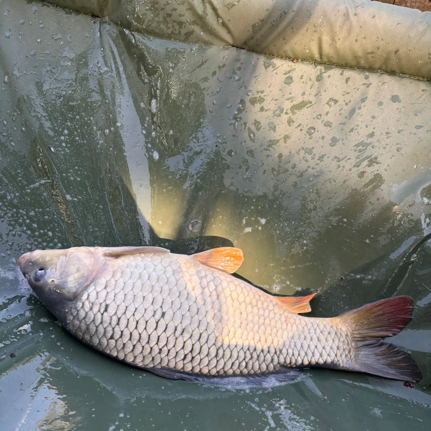 Common carp caught on Fishbrain