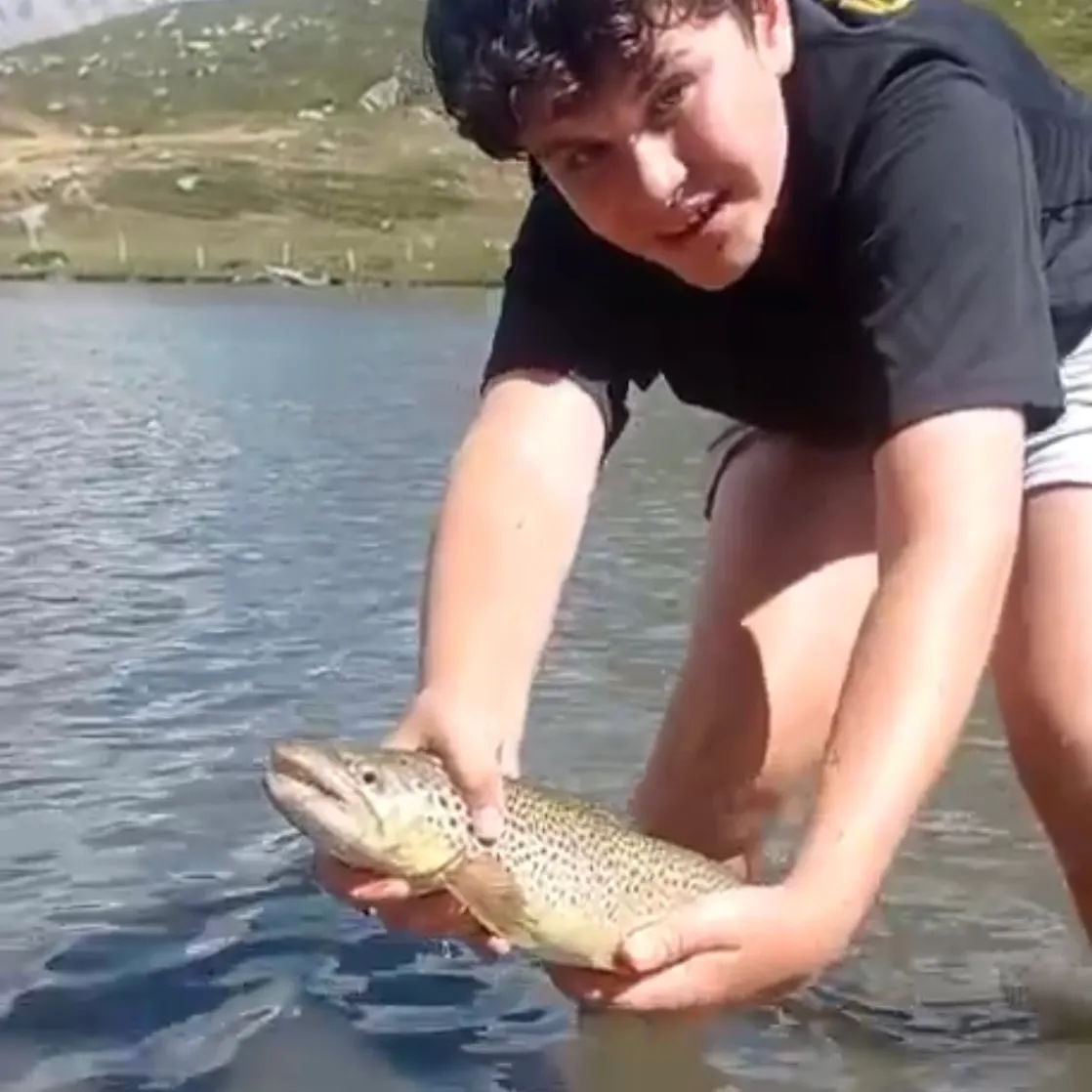 Brown trout caught on Fishbrain