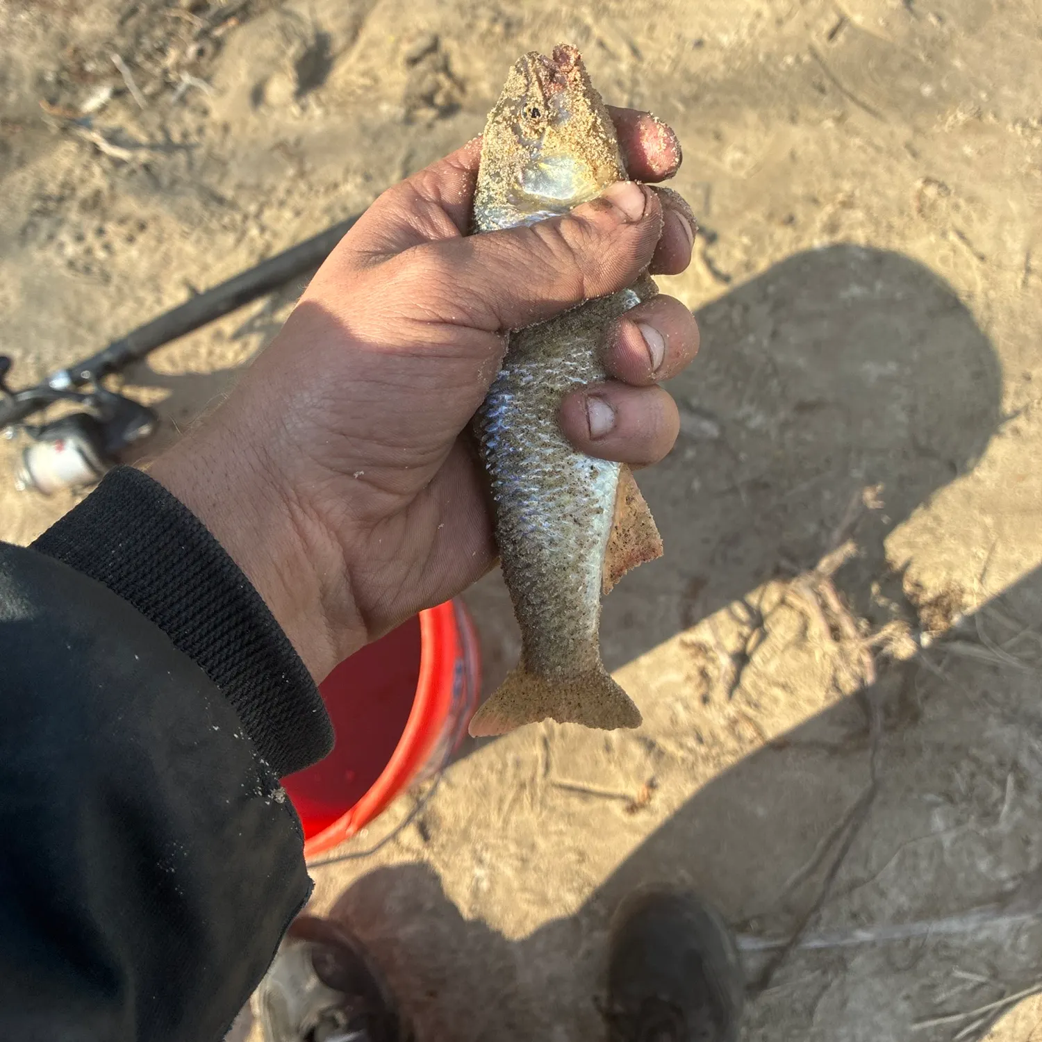 The most recent Common shiner catches on Fishbrain