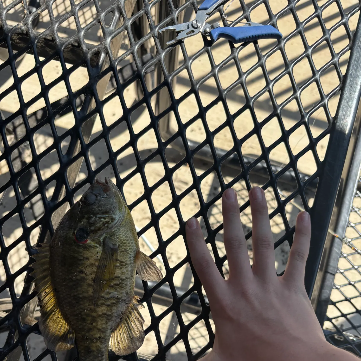 Bluegill caught on Fishbrain